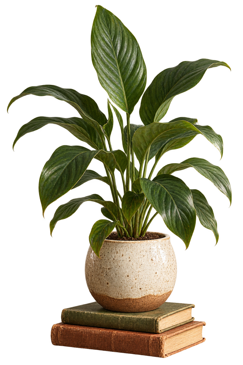 Potted botanical plant