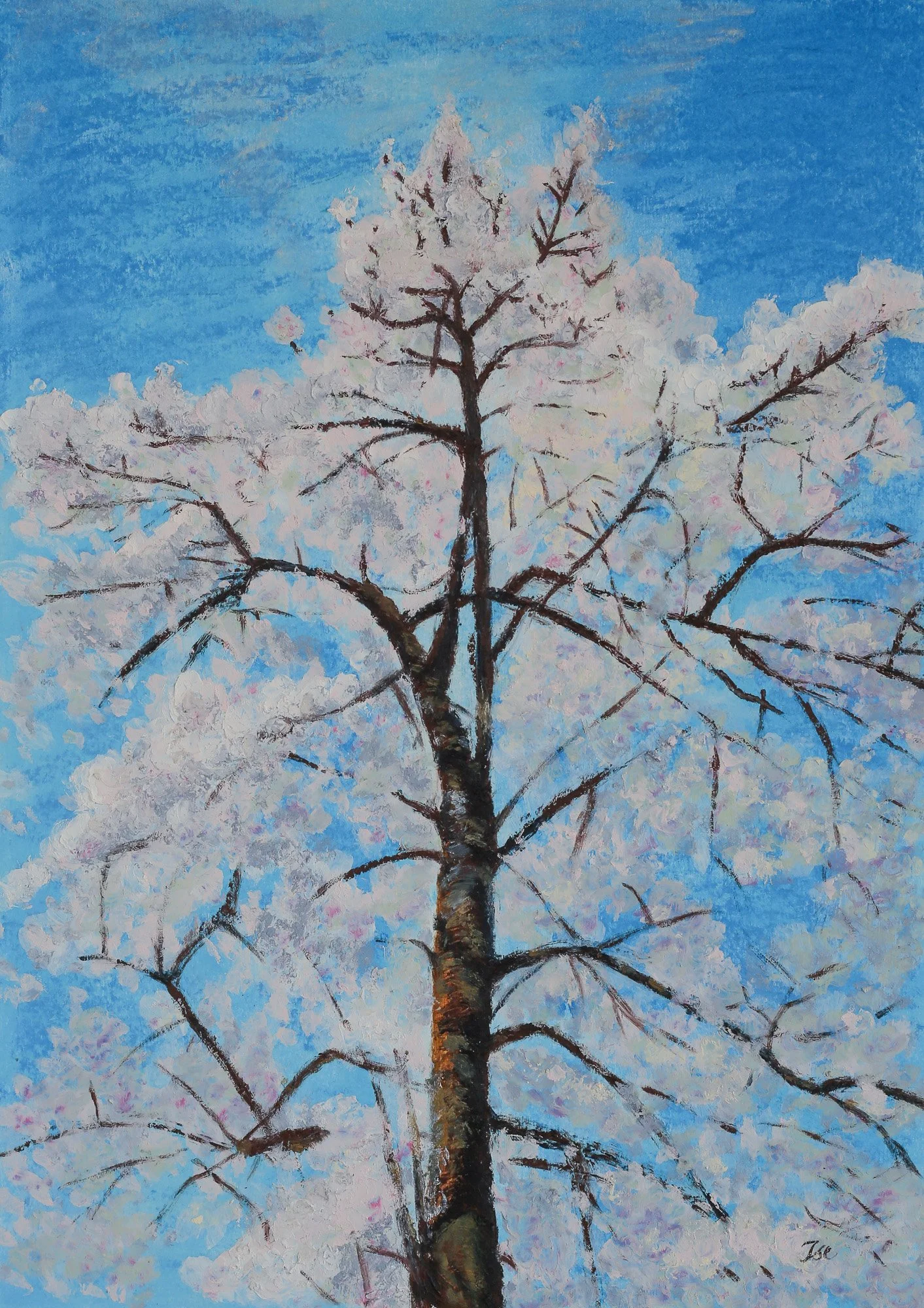 Cherry, Swiss Cottage, Spring Light.

2026.

Oil Stick on Paper.

(42 x 29.7 cm)