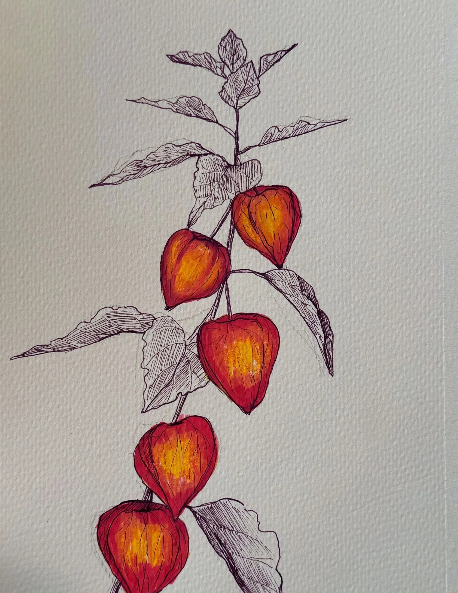 83a Golden Berry.jpg (Copy)