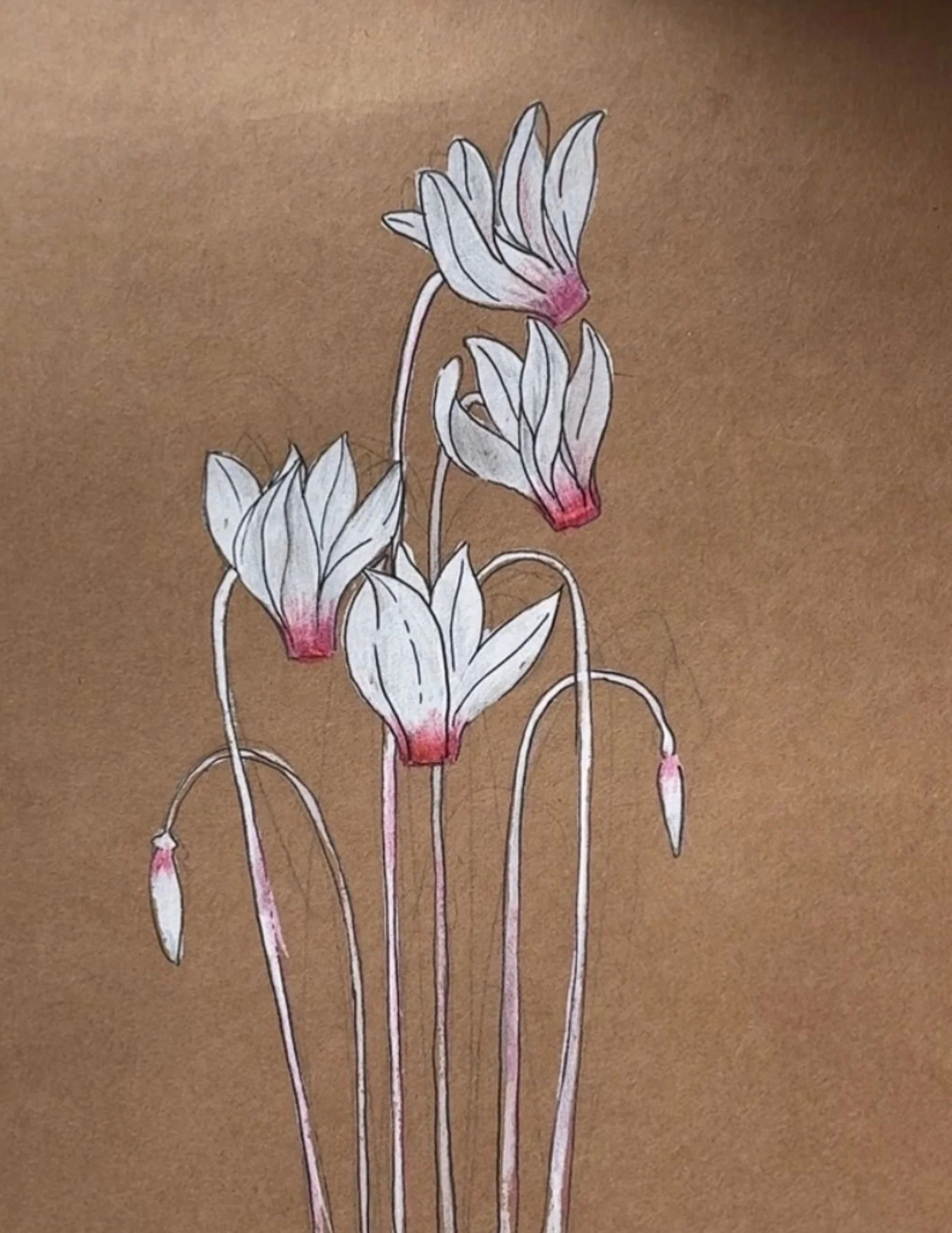 80a Cyclamen.jpg (Copy)