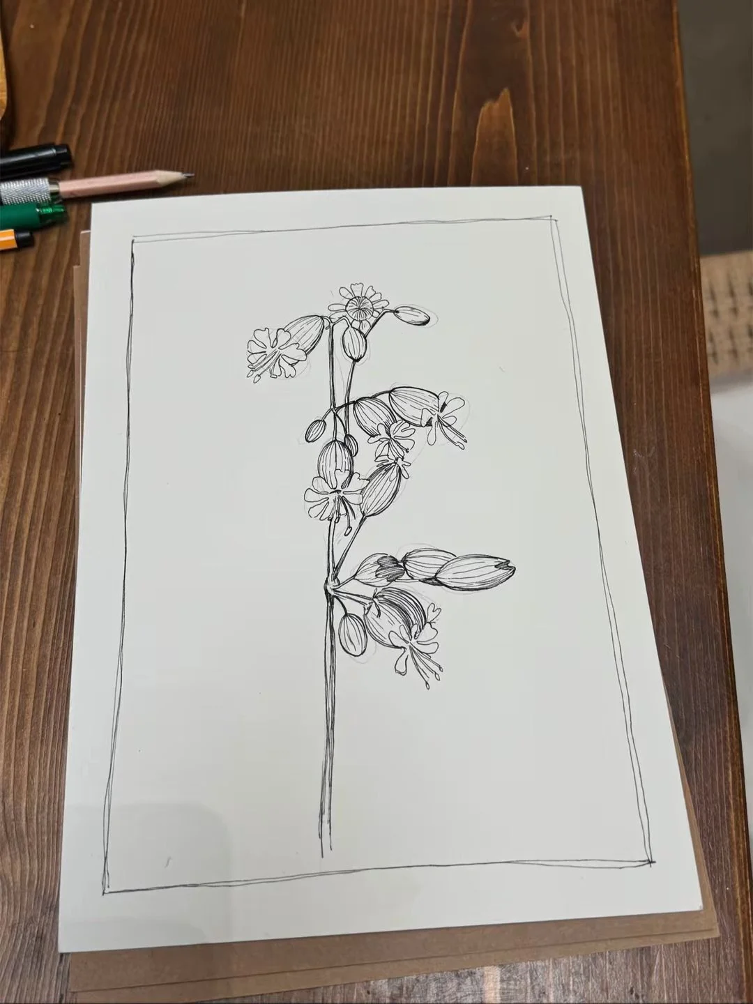 90 PInk Campion.jpeg