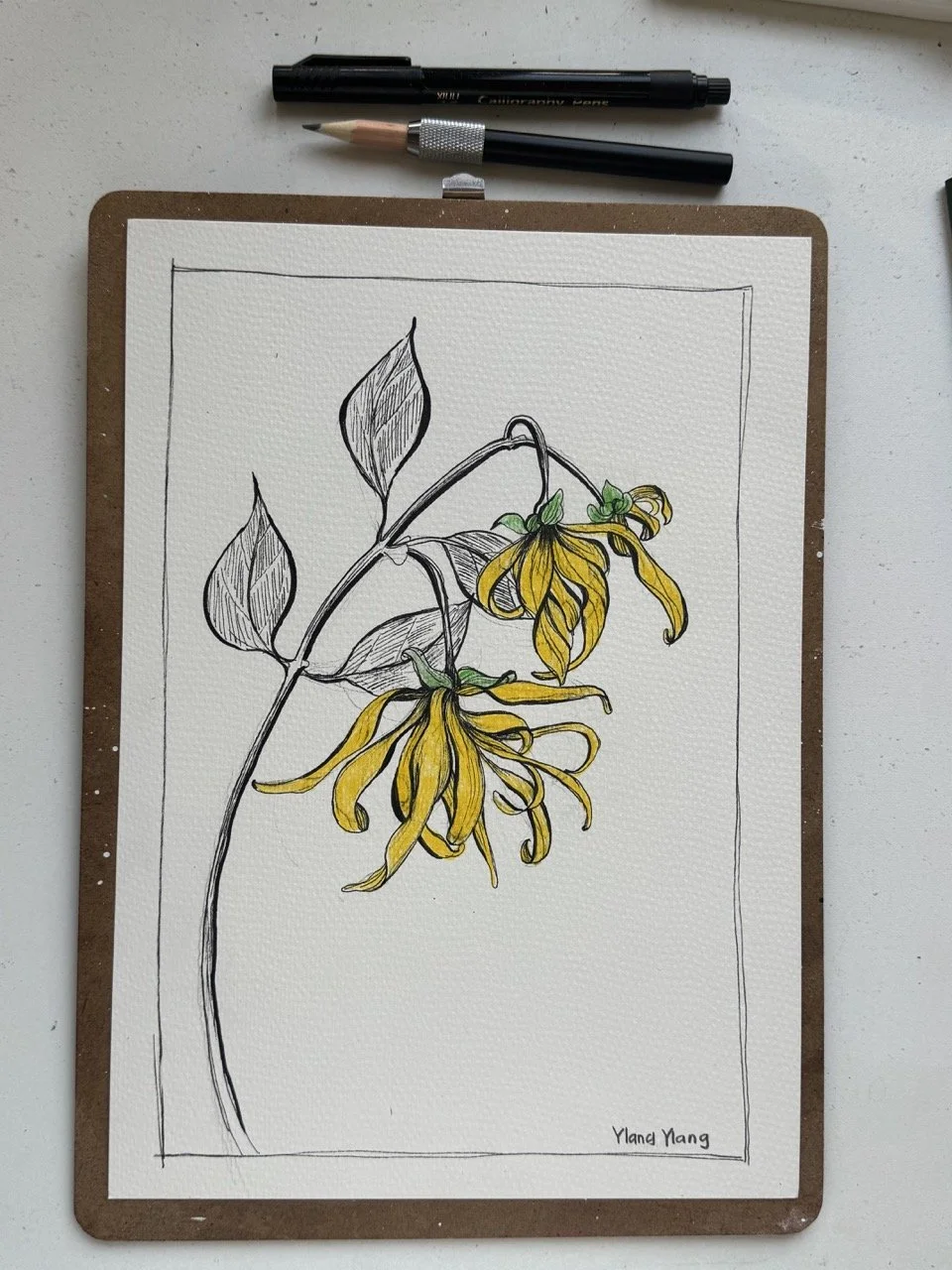 Ylang Ylang