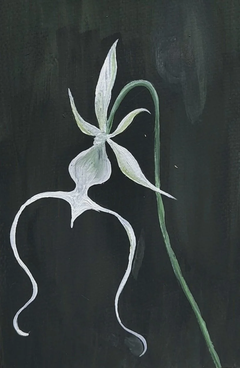 70 Ghost Orchid.jpg (Copy)
