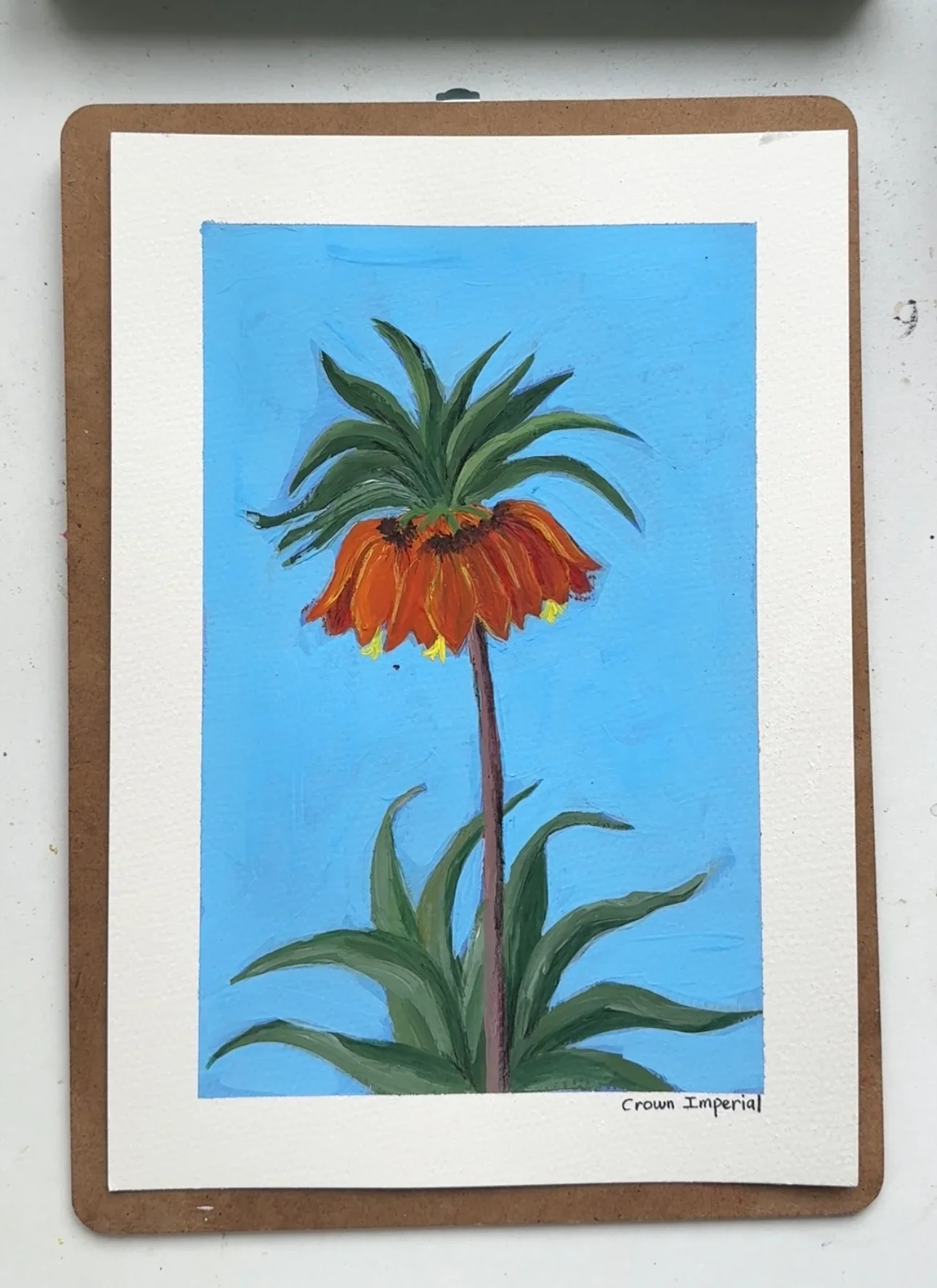 Crown Imperial–Day 50
