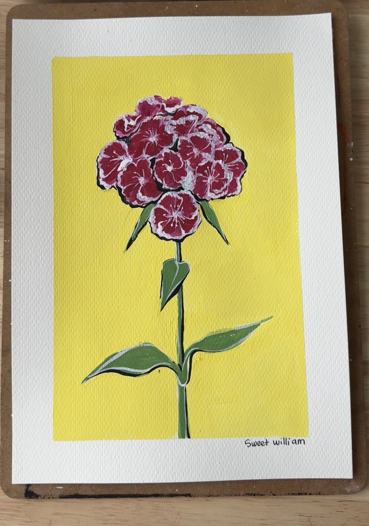 Sweet William