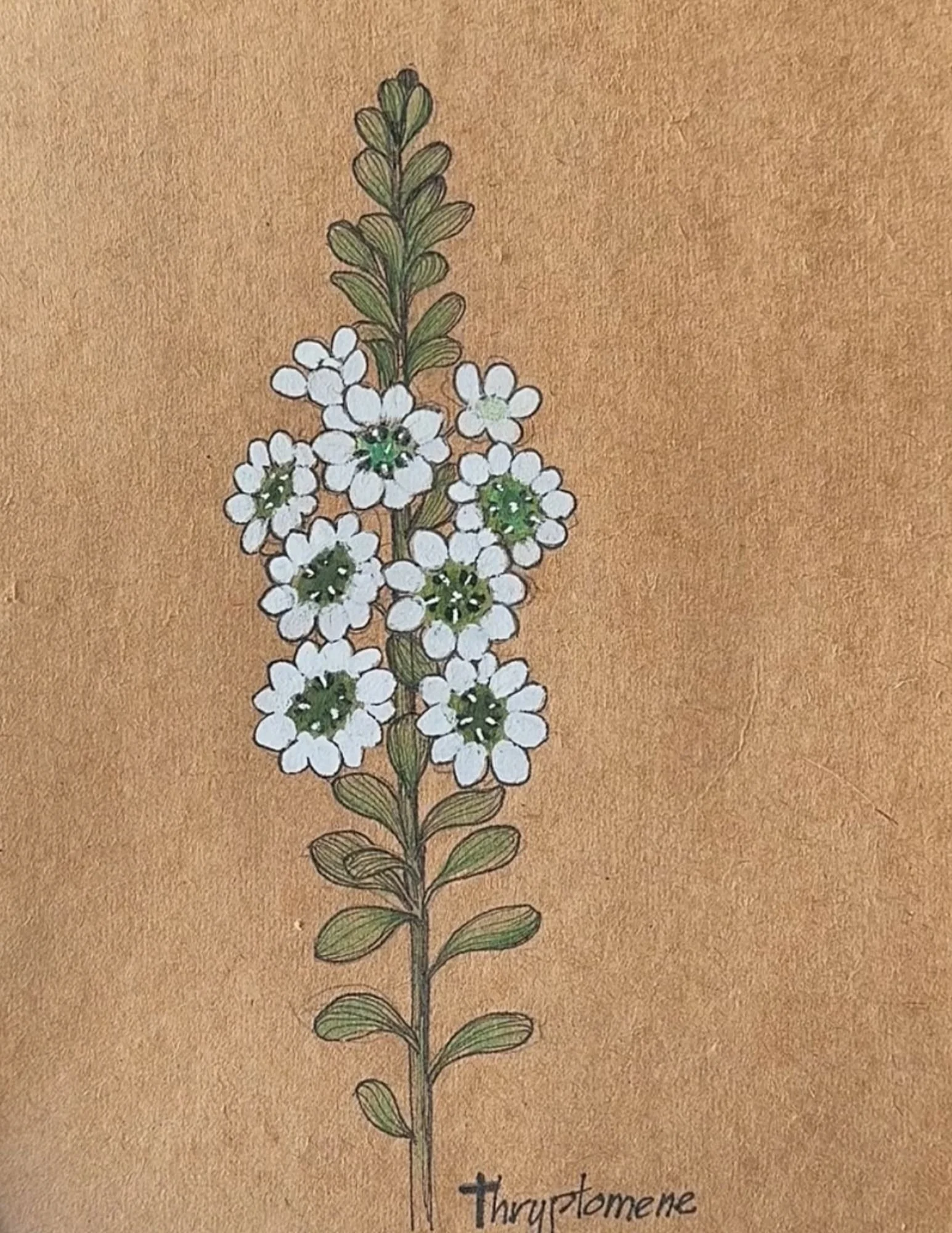 77 c Thryptomene.jpg (Copy)