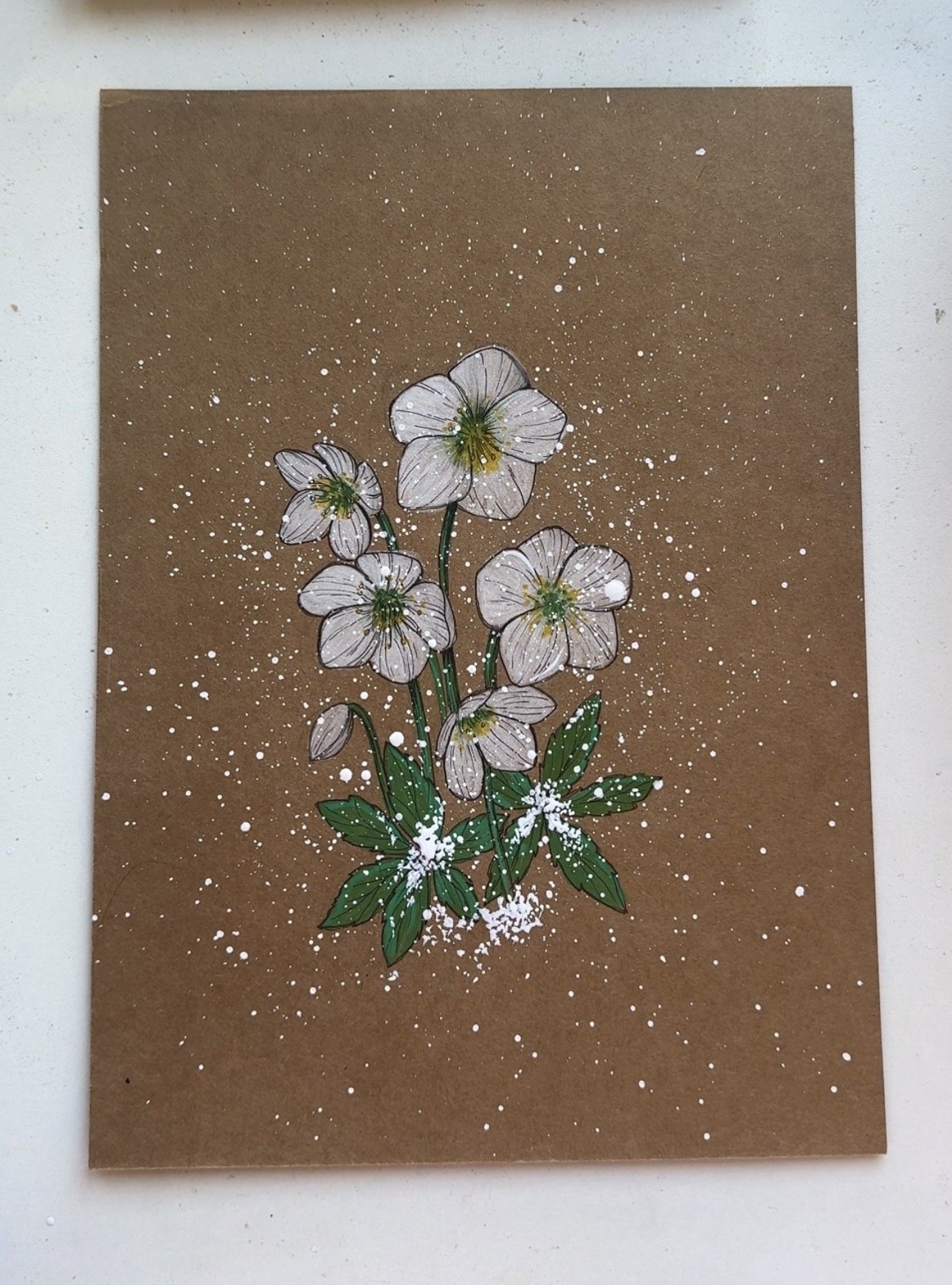 Chrismas Rose