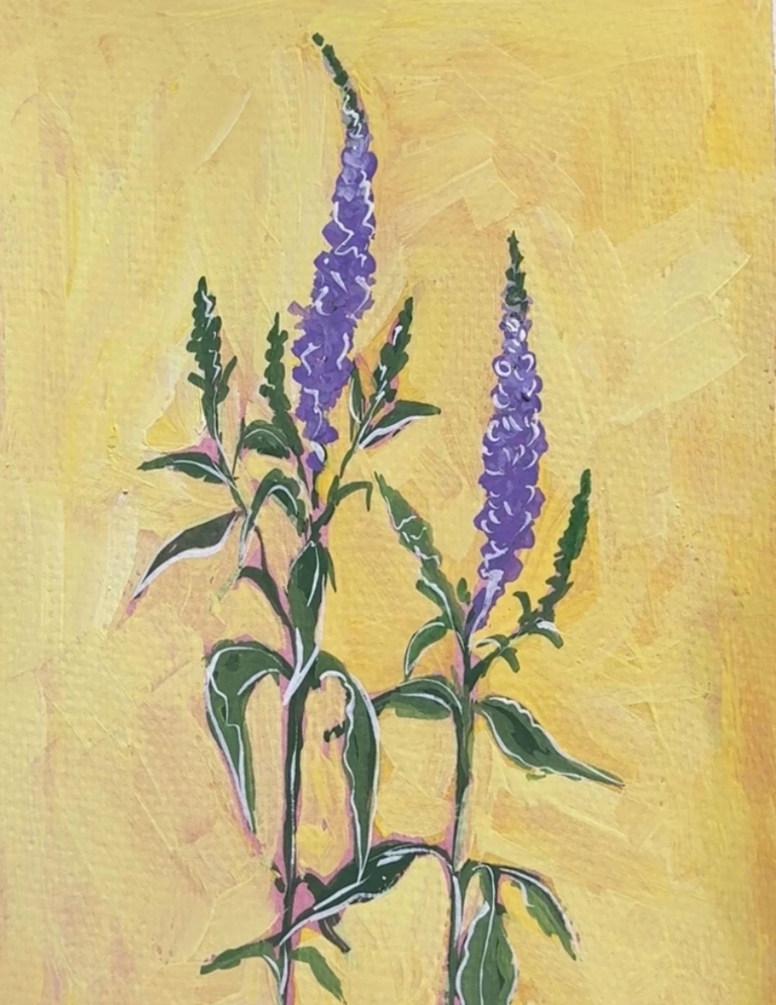 95a Salvia.jpg