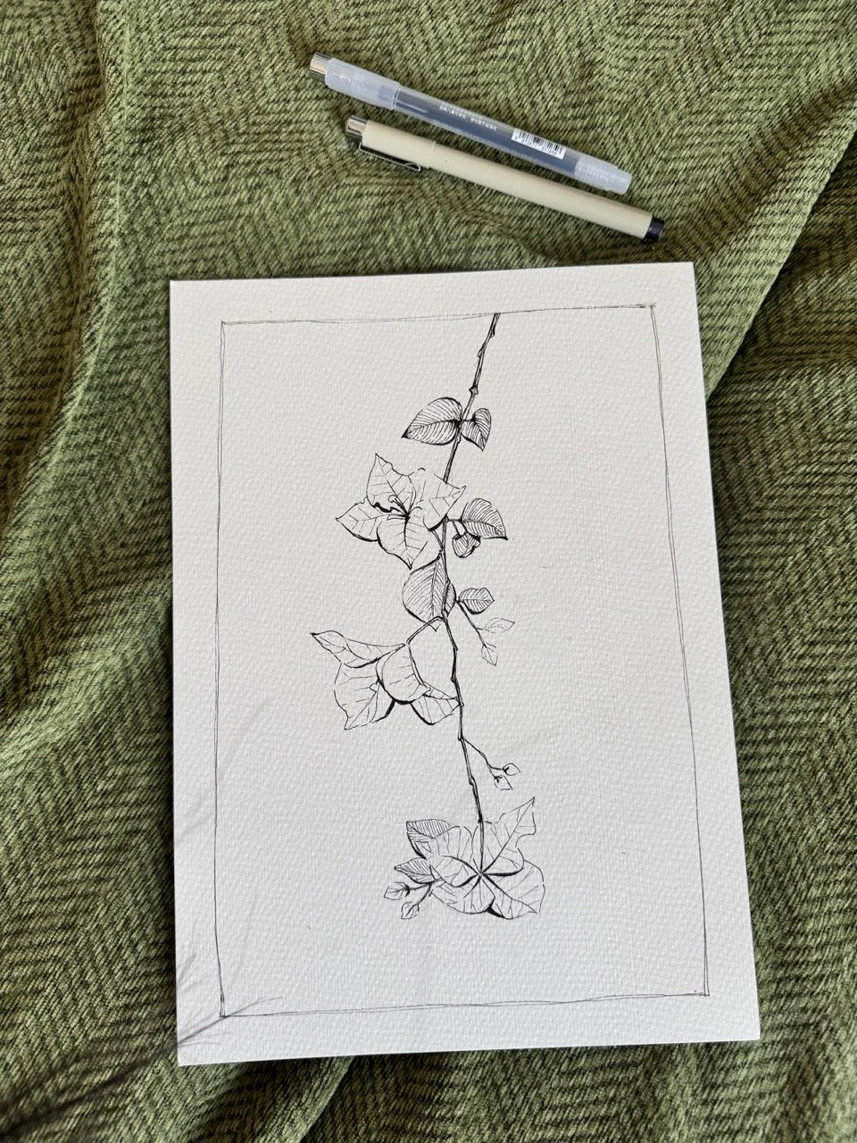 Bougainvillea