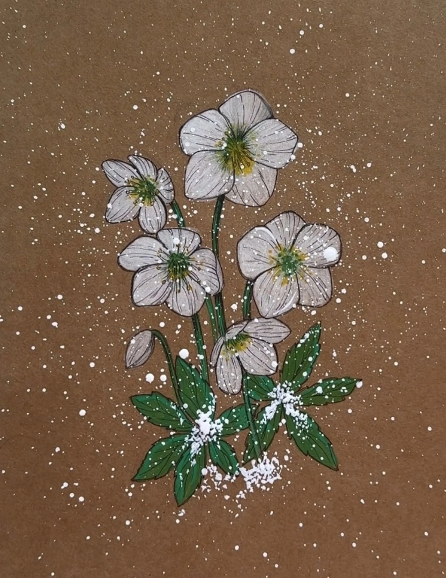 85a Chrismas Rose.jpg (Copy)