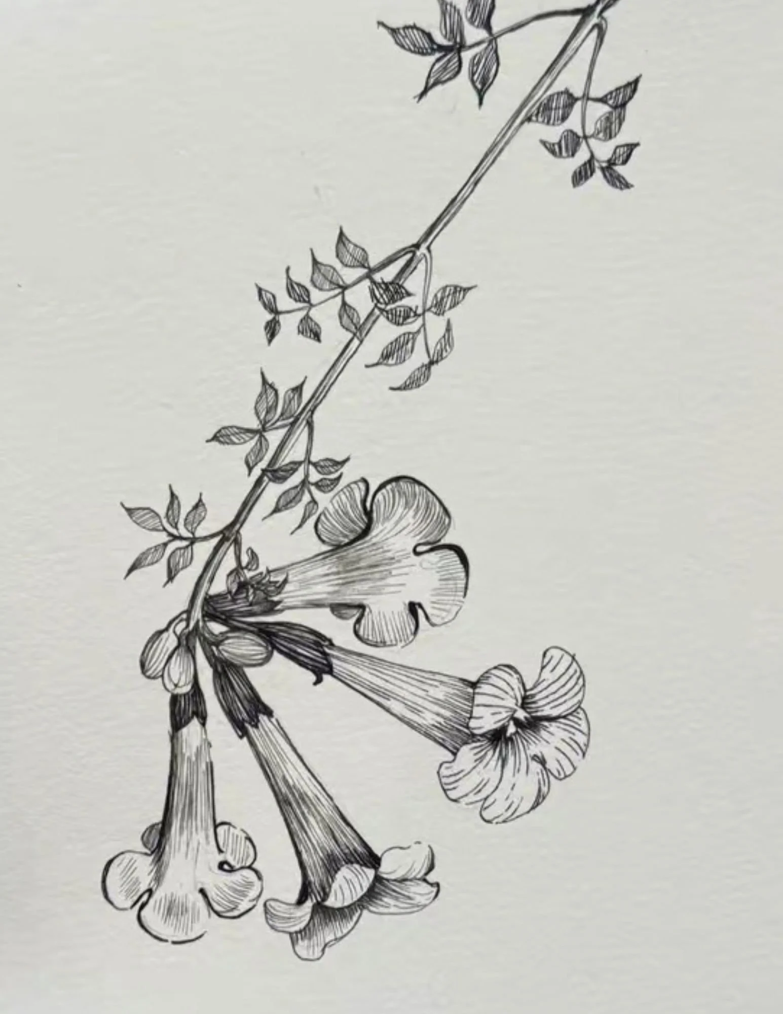 93a Golden TRumpet.jpg