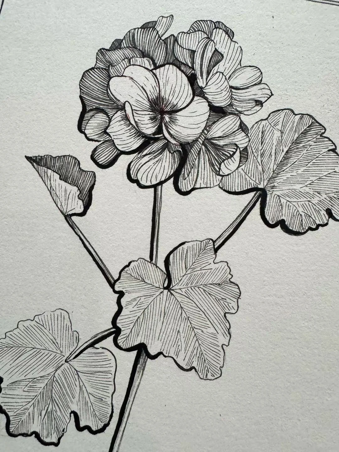 91 a Geranium.jpeg