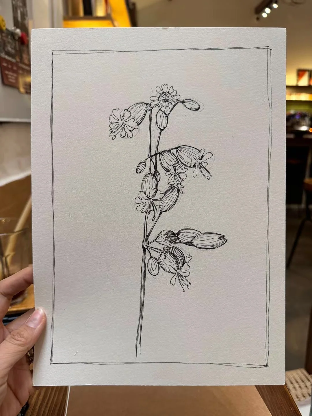 Pink Campion