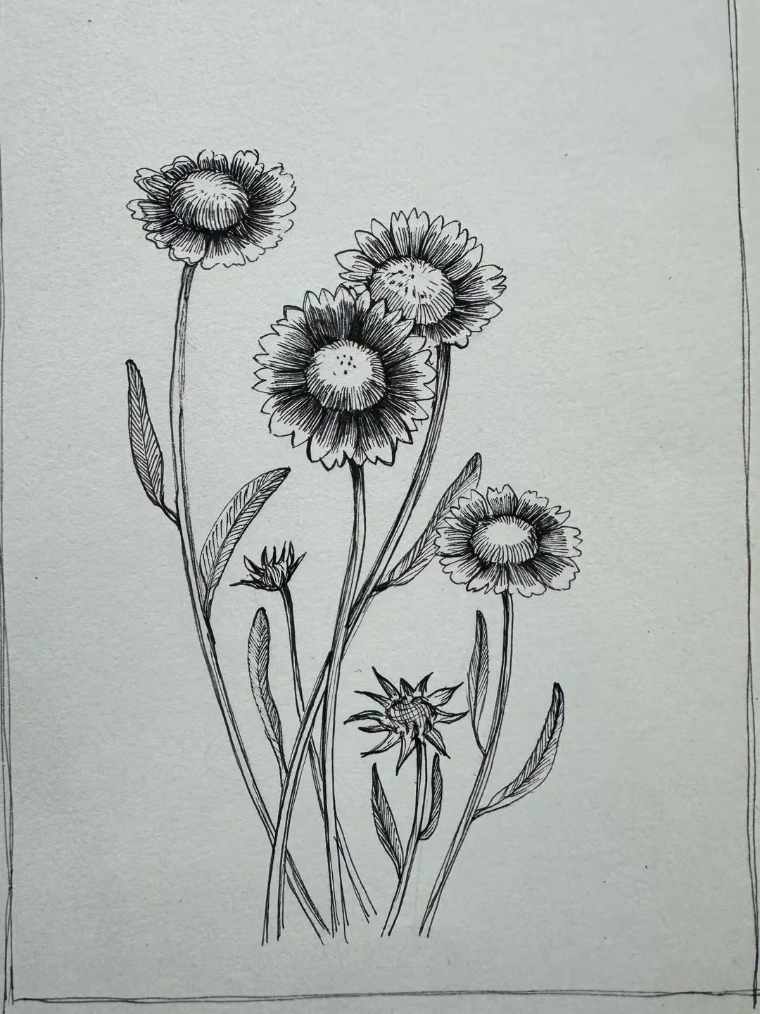 92a Blanket flower.jpeg (Copy)