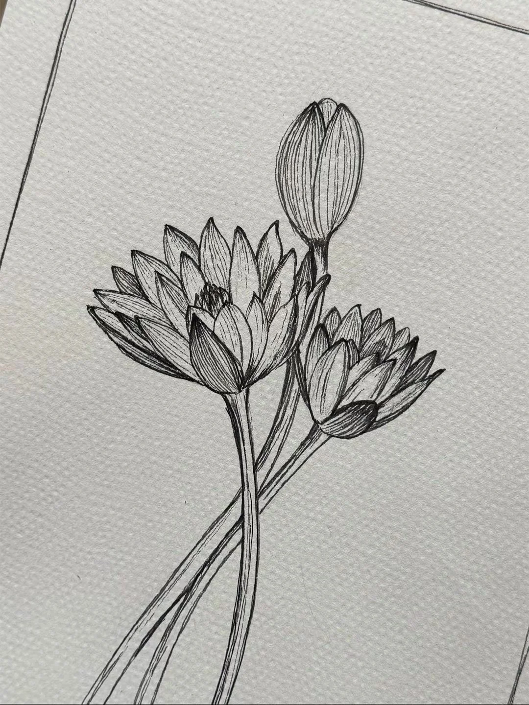 89 b Water Lily.jpeg