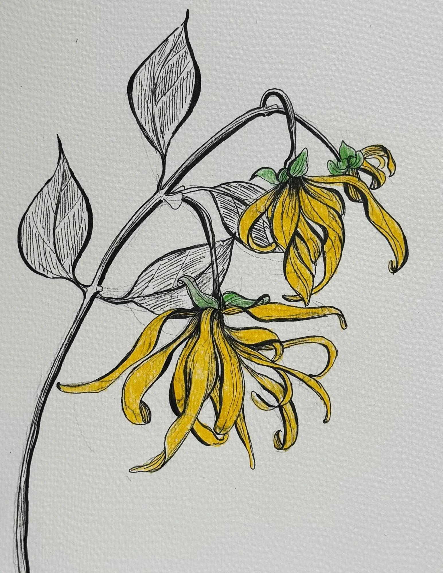 86a Ylang Ylang.jpg (Copy)