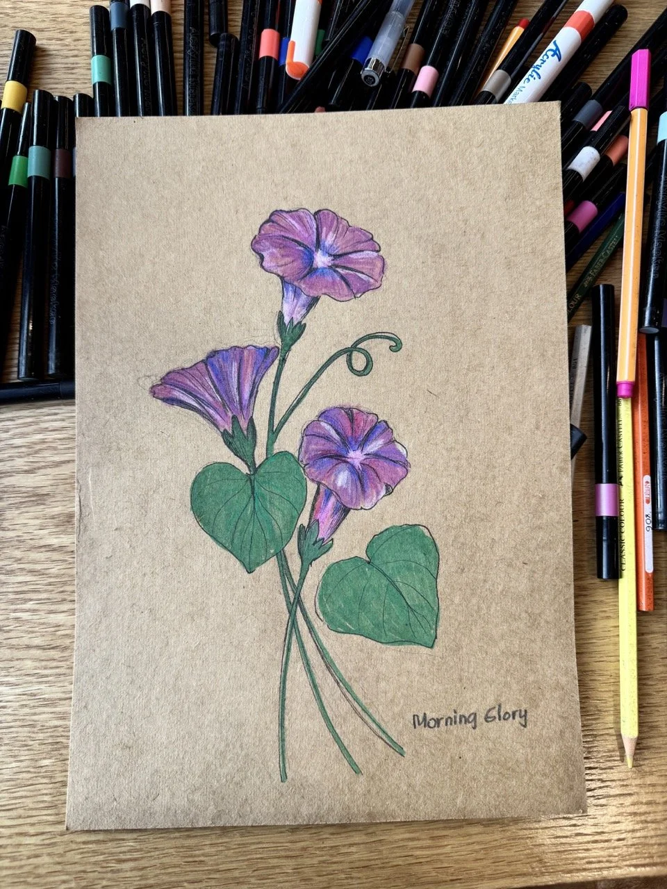 Morning Glory