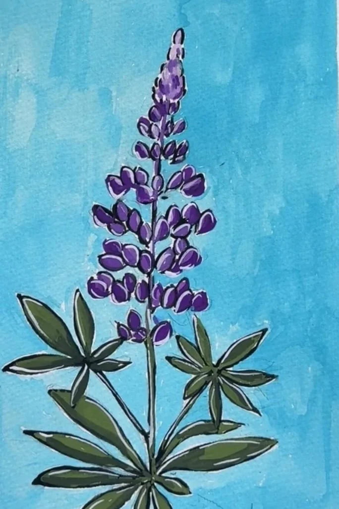 79+Lupine.jpg (Copy)