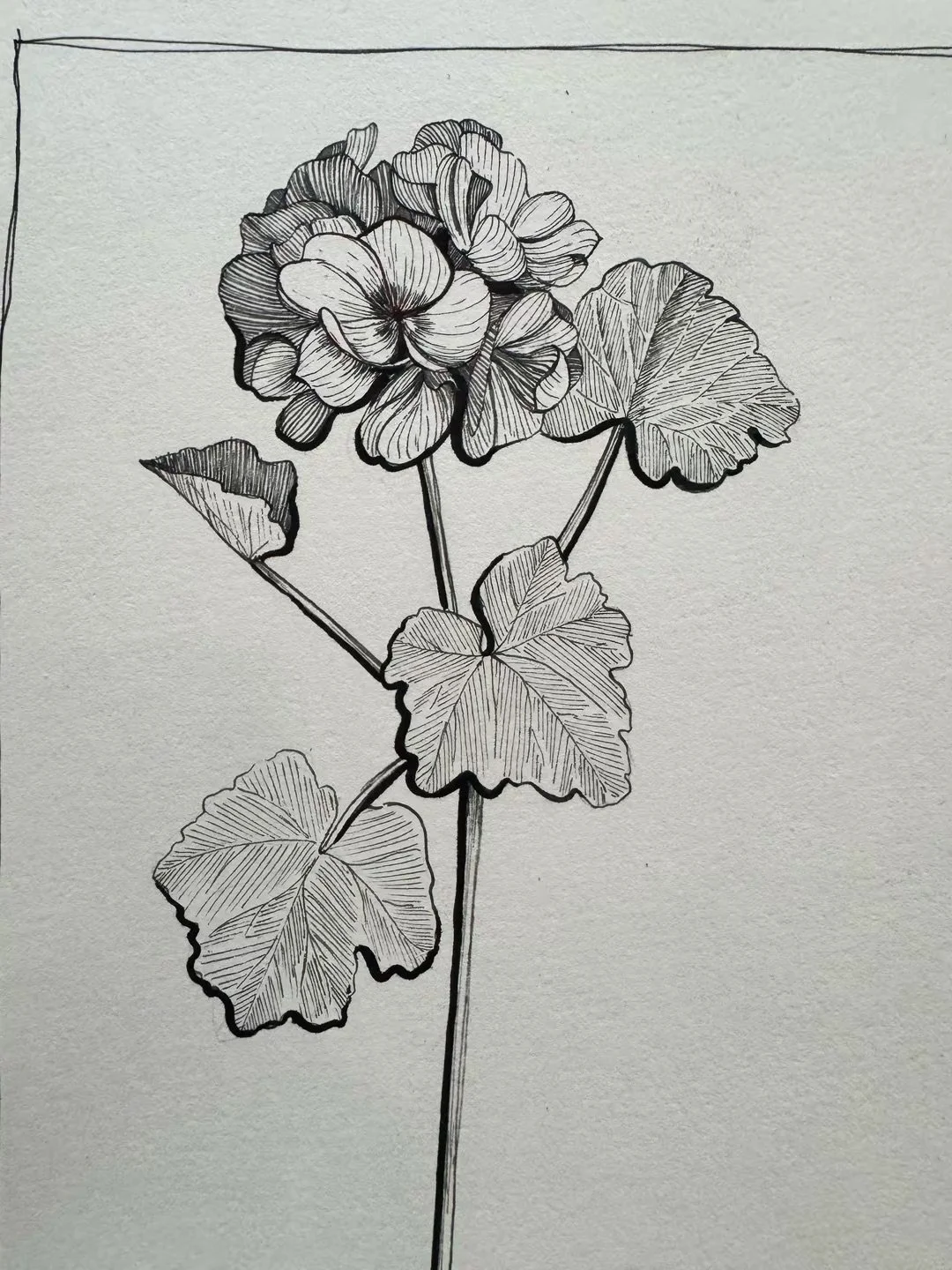 91 b Geranium.jpeg (Copy)