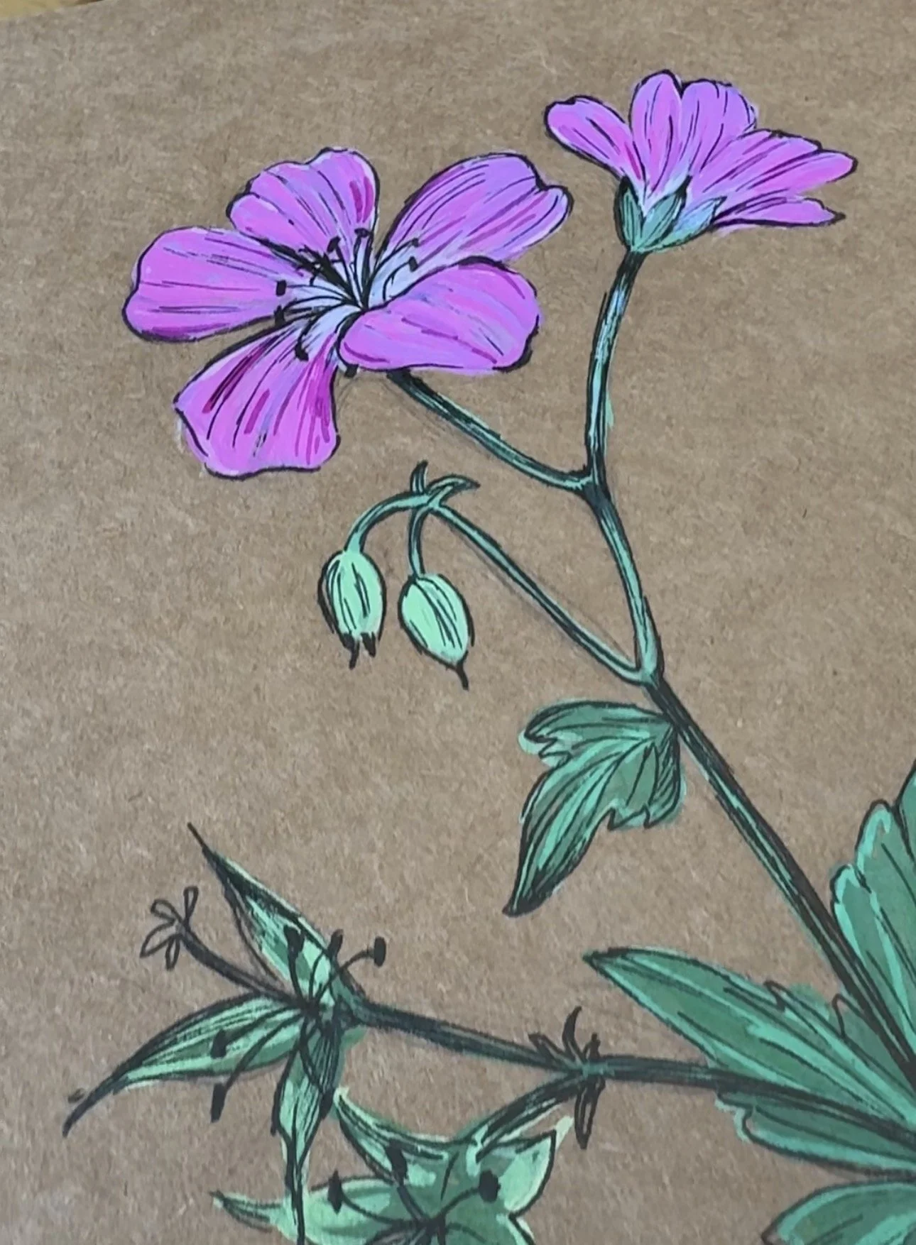 82 Cranesbill.jpg