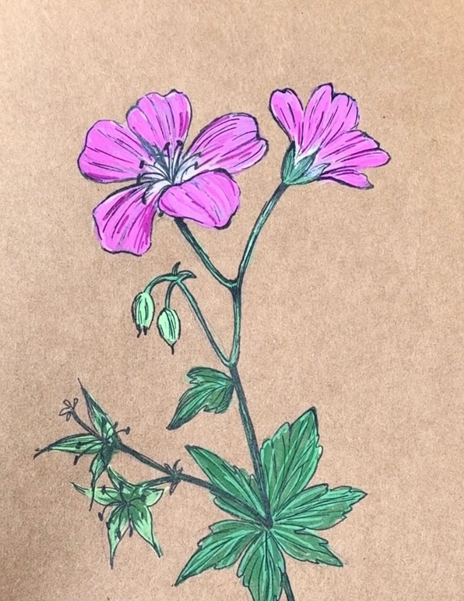 82 a Cranesbill.jpg (Copy)