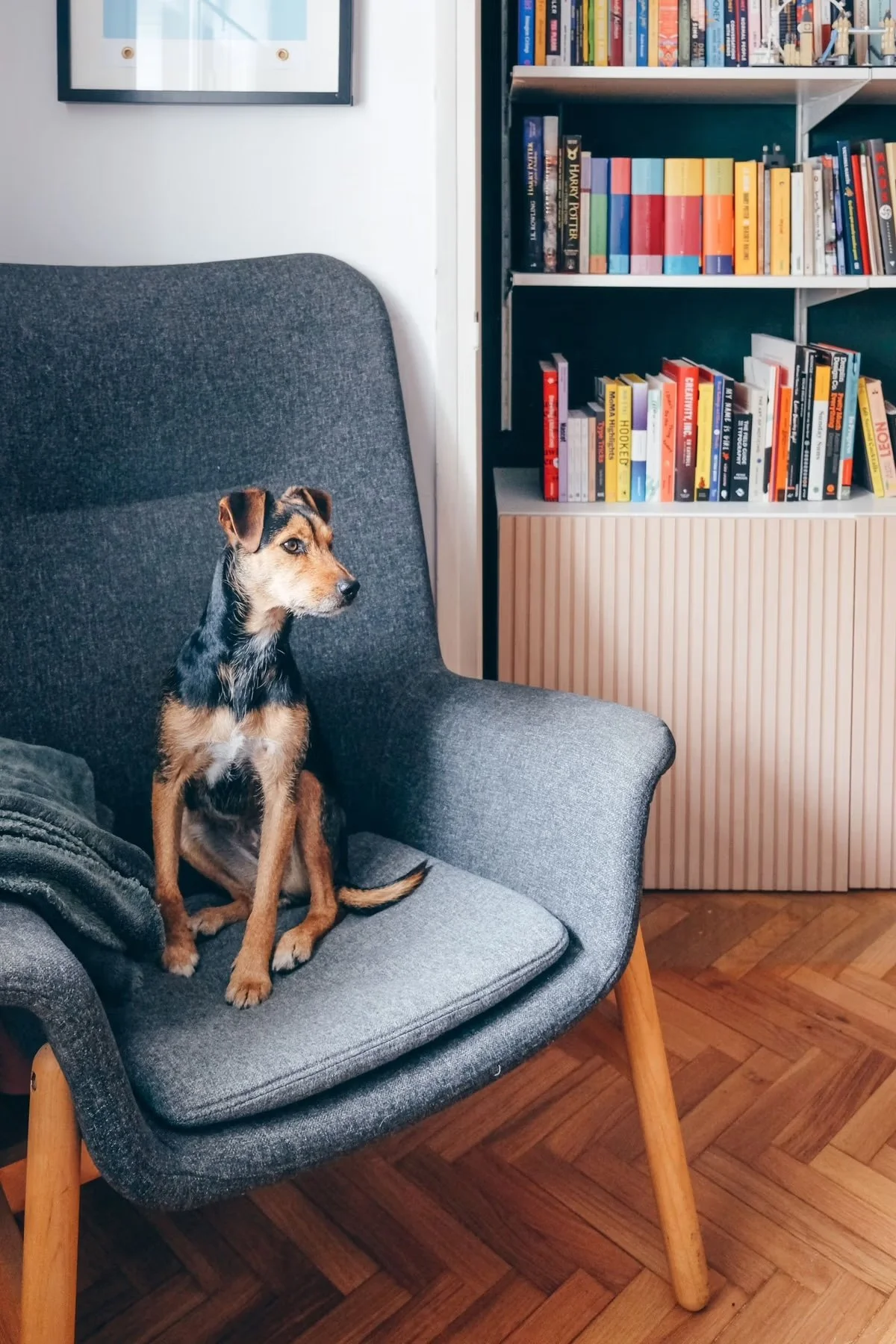 A small dog sitting on a gray upholstered armchair in a room with wooden flooring, near a bookshelf filled with colorful books and a framed picture on the wall.