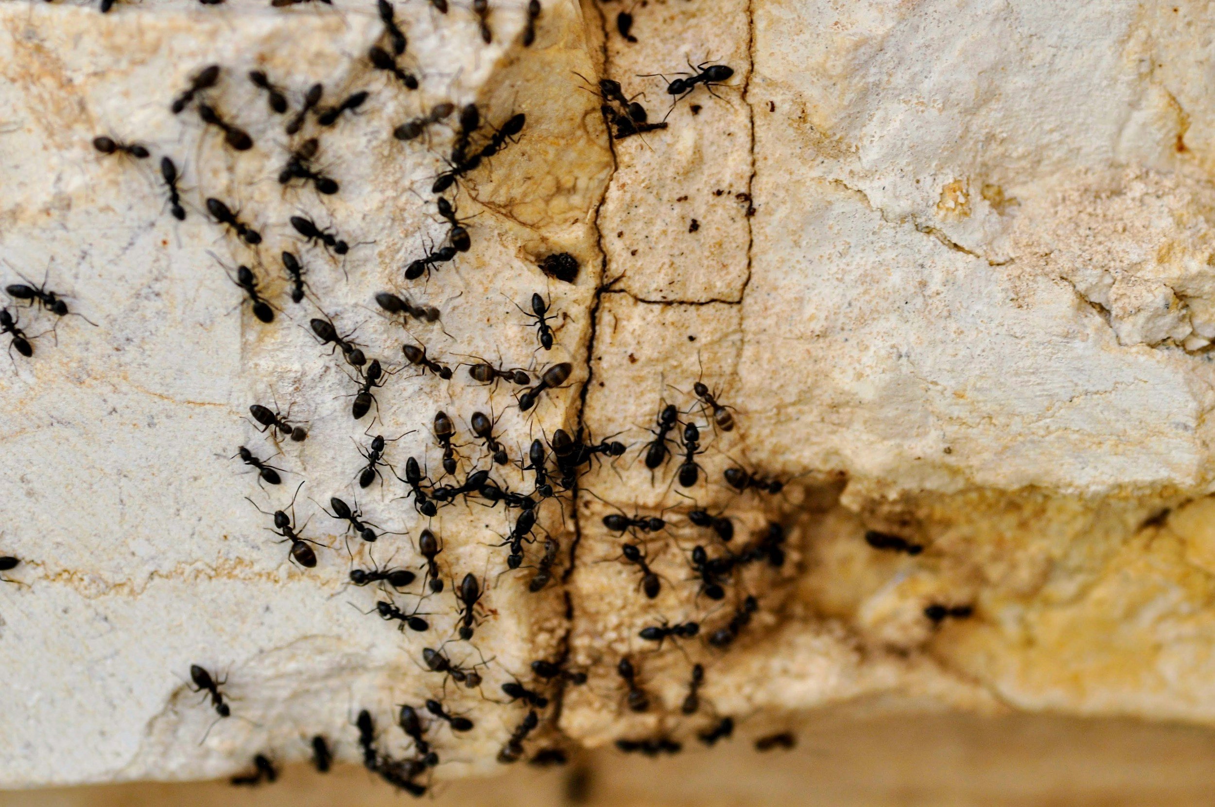 A group of black ants crawling on a rough, light-colored surface.