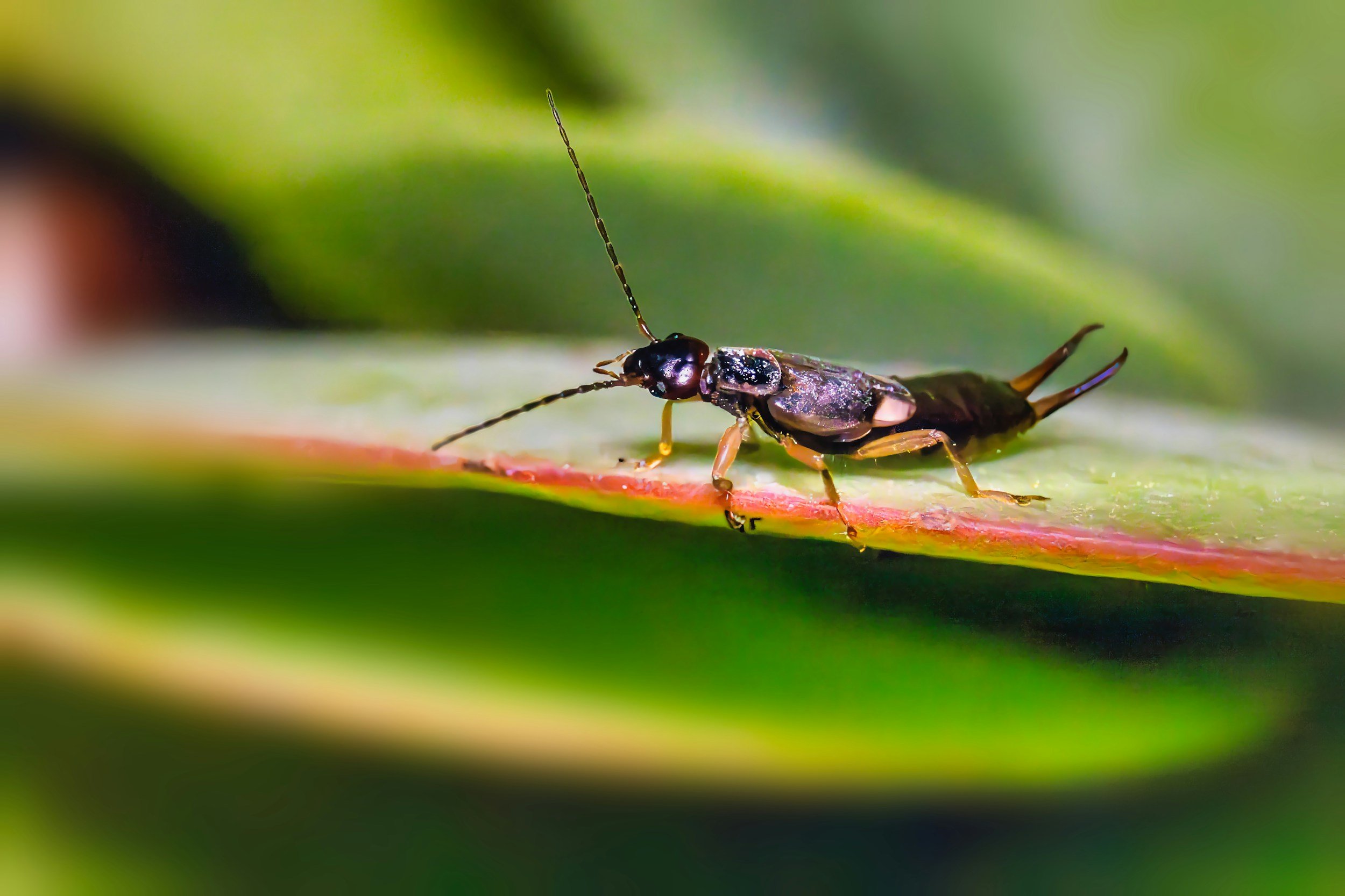 Close-up of a small insect with dark, shiny body and long antennae, walking on a green leaf.