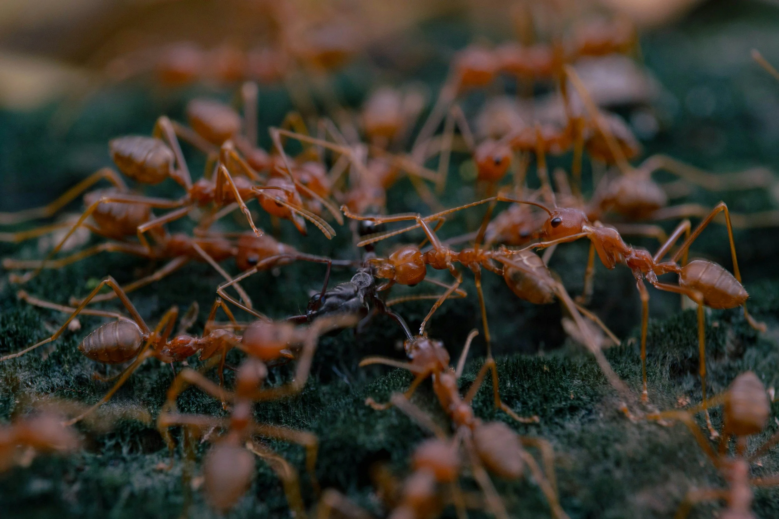 Close-up of reddish-brown ants huddled together on a dark surface, possibly interacting or nesting.