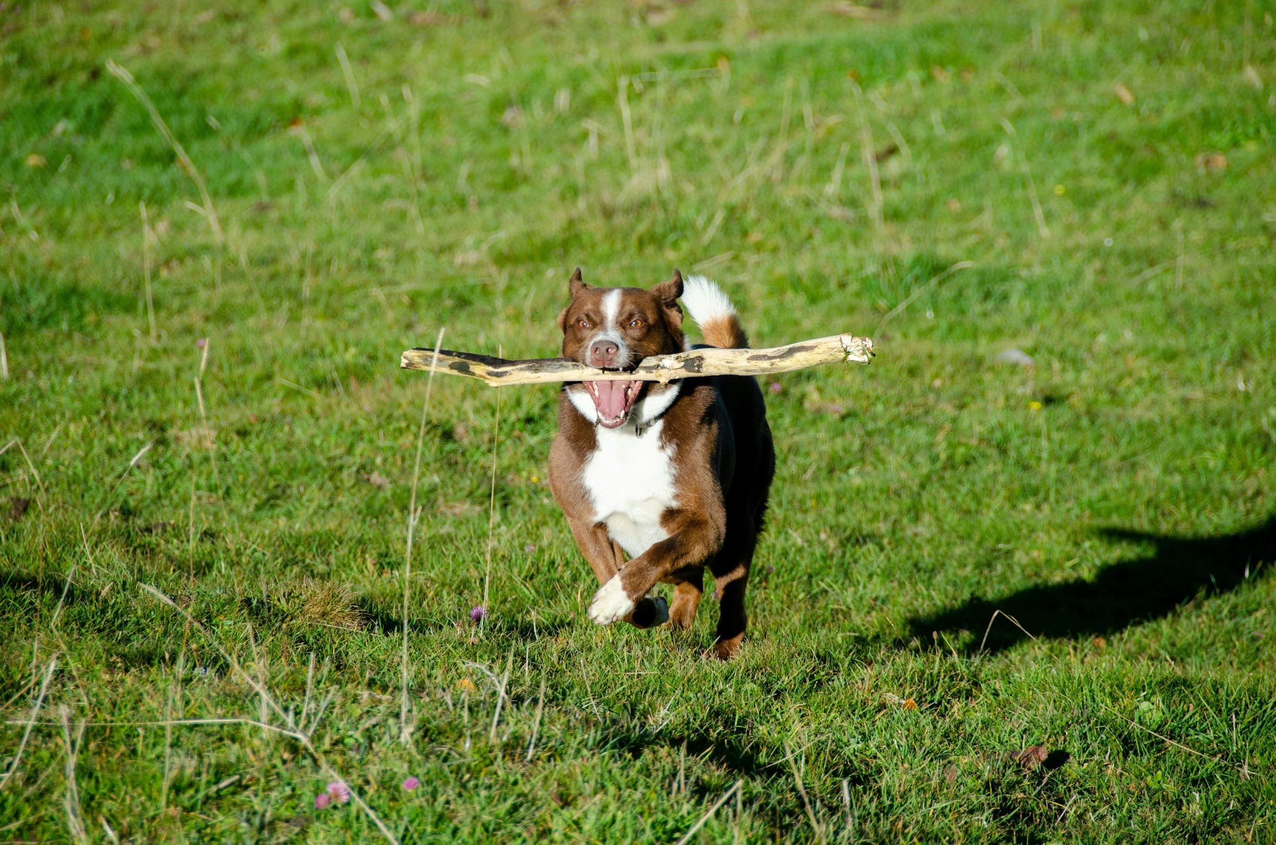 A brown and white dog running through a grassy field carrying a large stick in its mouth.