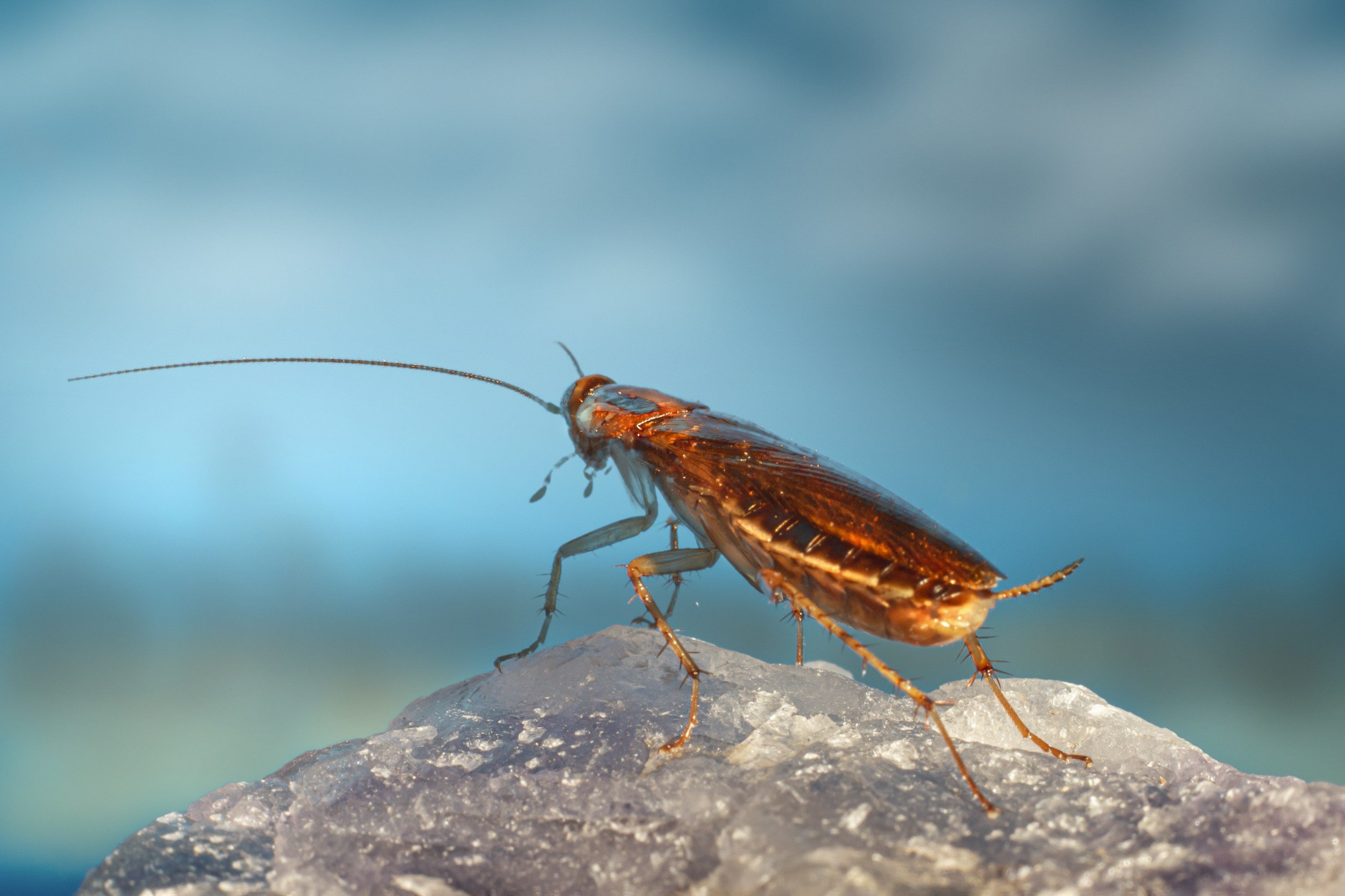 A close-up of a small orange and black insect with long antennae, standing on a rocky surface against a blurred blue and green background.