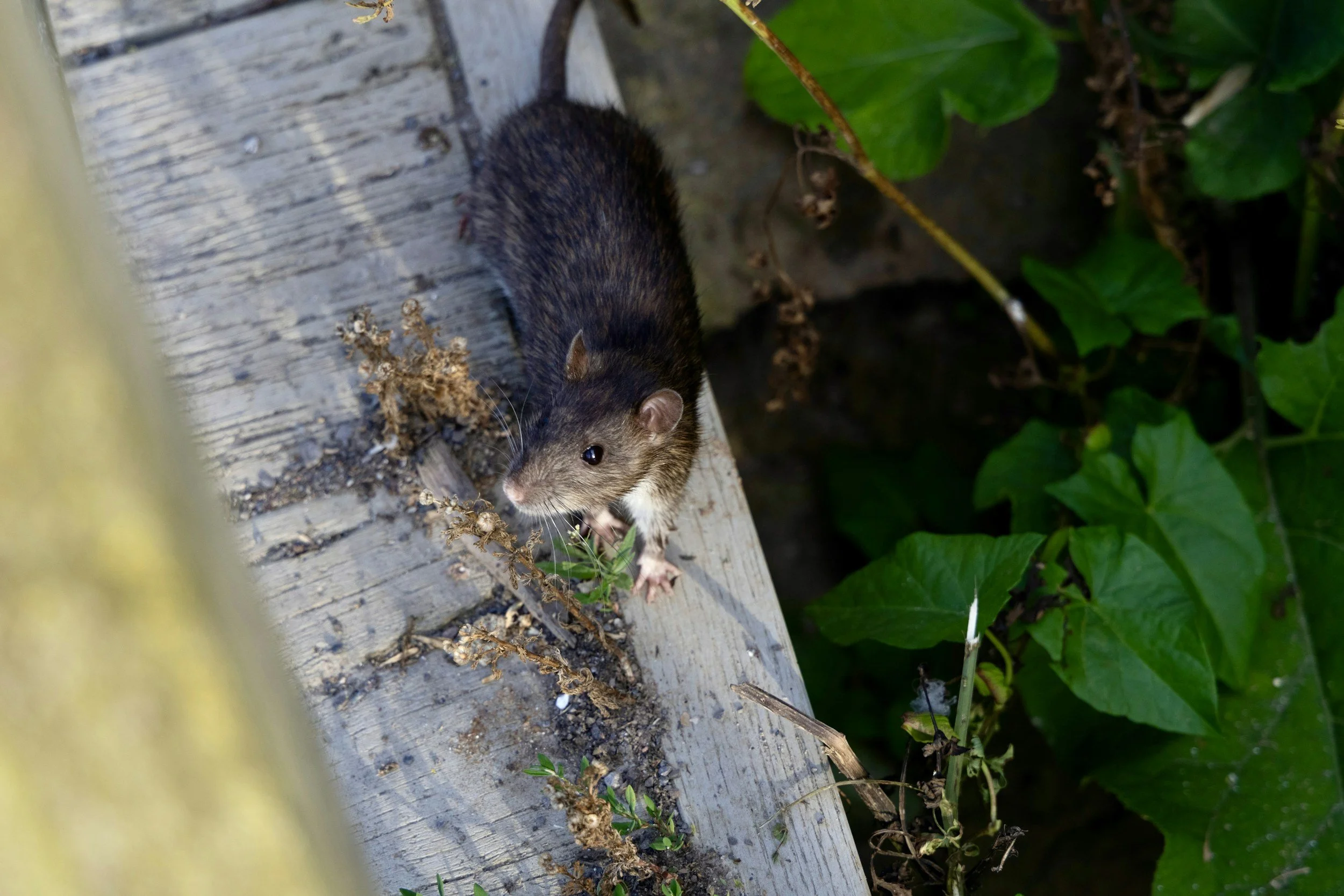 A small brown and gray rodent with a rounded body and pointed face on a weathered wooden surface, with green plants and leaves in the background.