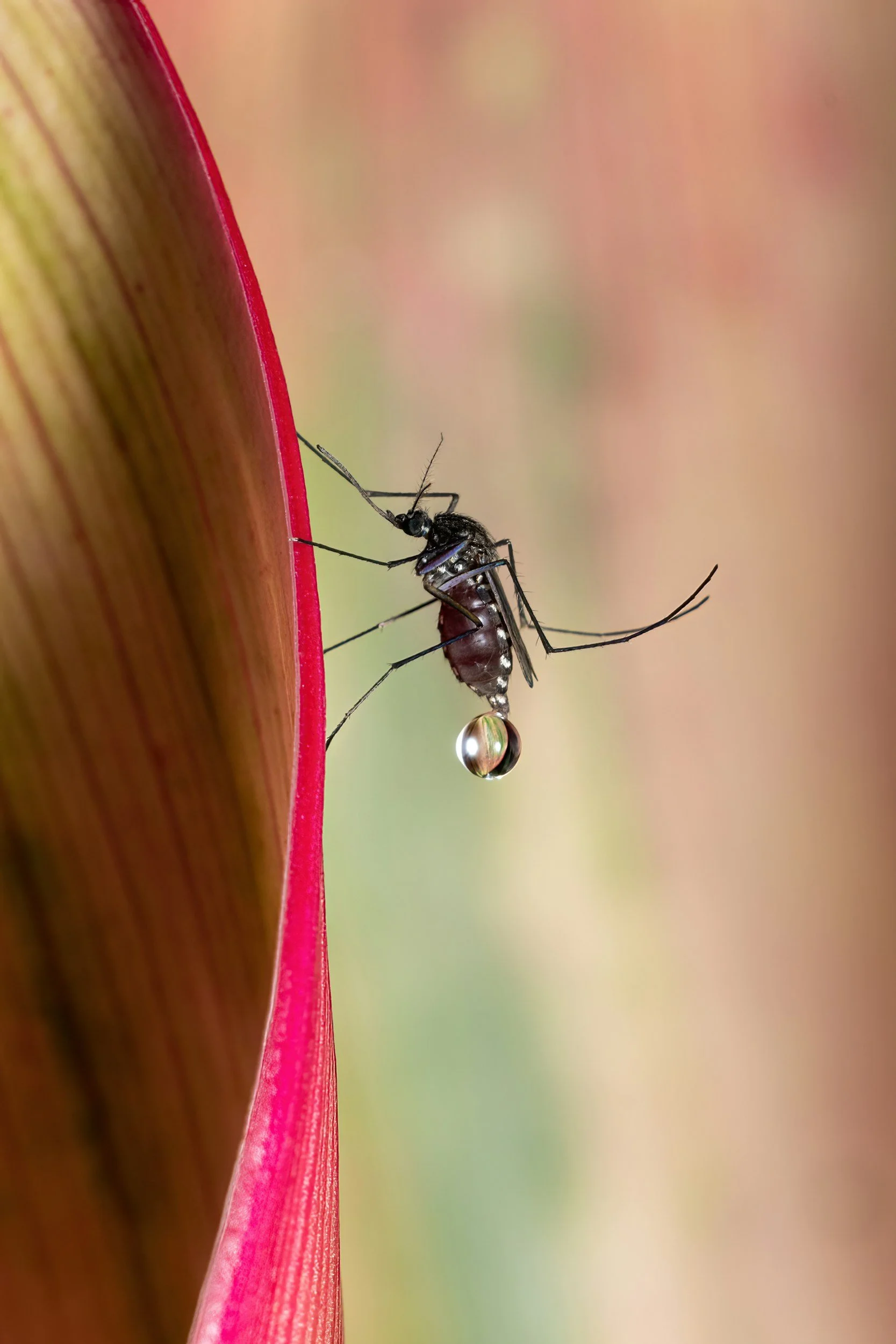 Close-up of a mosquito hanging from a water droplet on a pink flower petal.