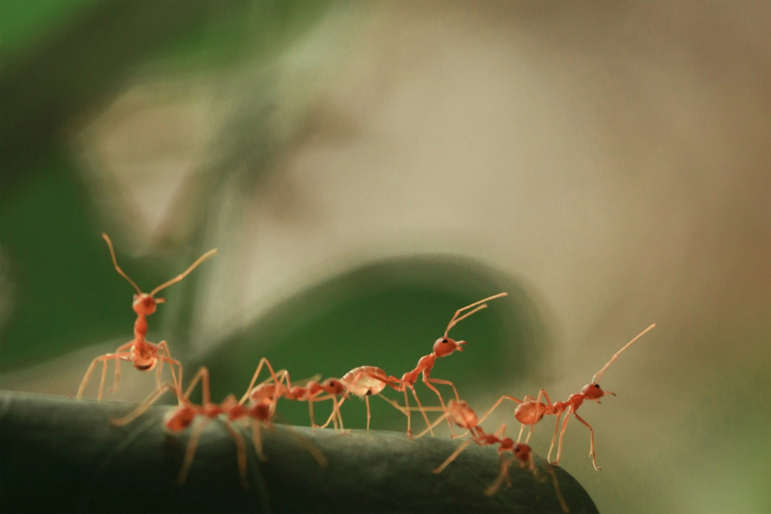 A group of red ants are moving across a green surface, with a blurred background.