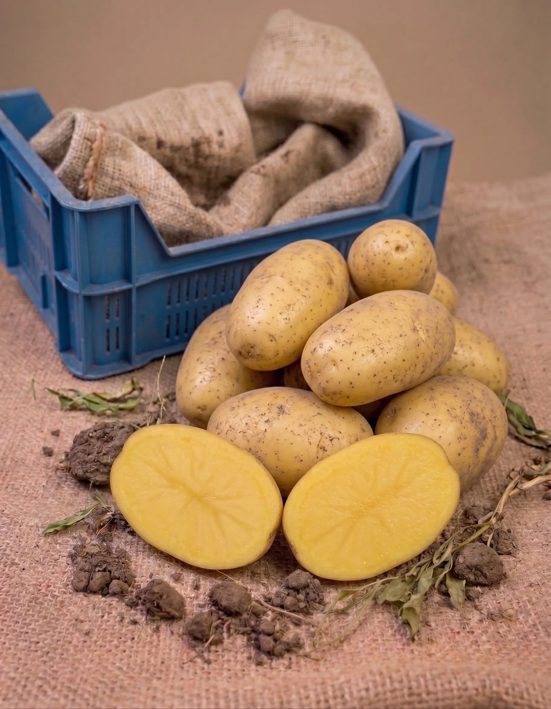 Frieslander aardappelen (nieuwe oogst)