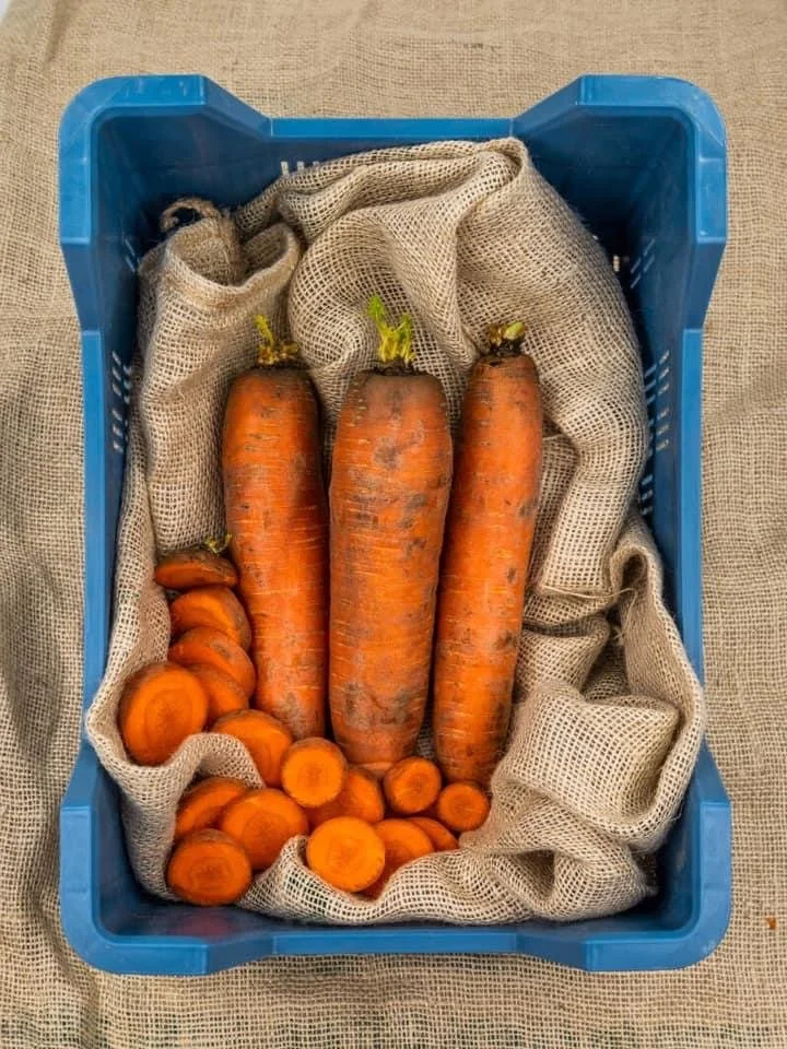 Winterpeen (nieuwe oogst)