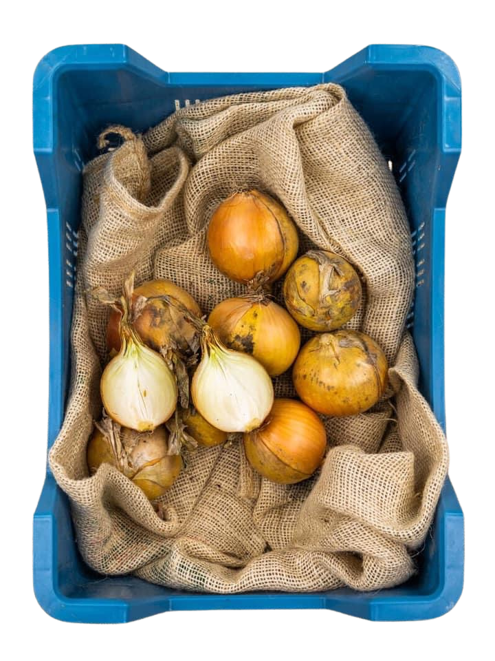 Uien  (nieuwe oogst)