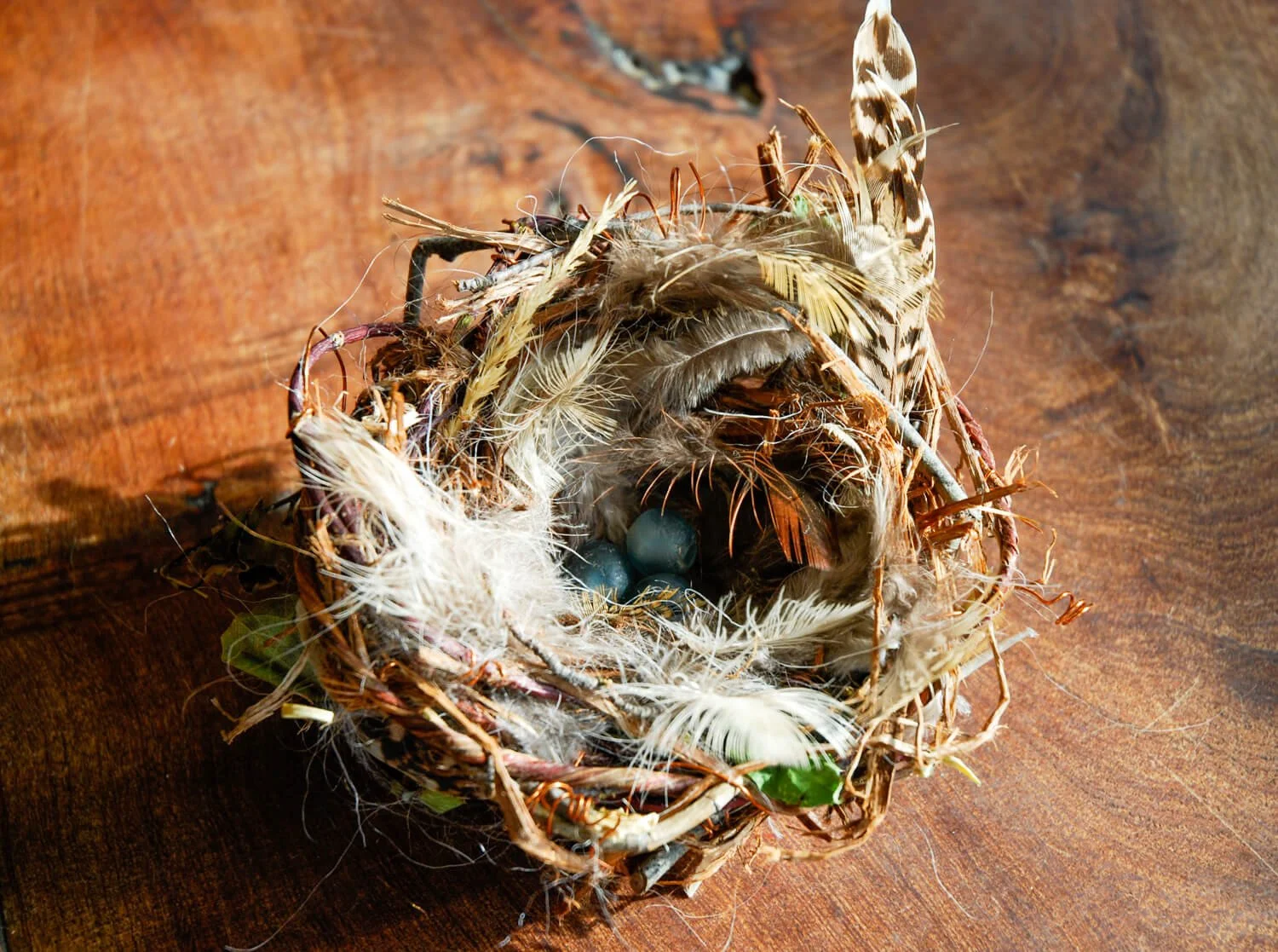 20260907_NestMockUp_DSC_0018.JPG