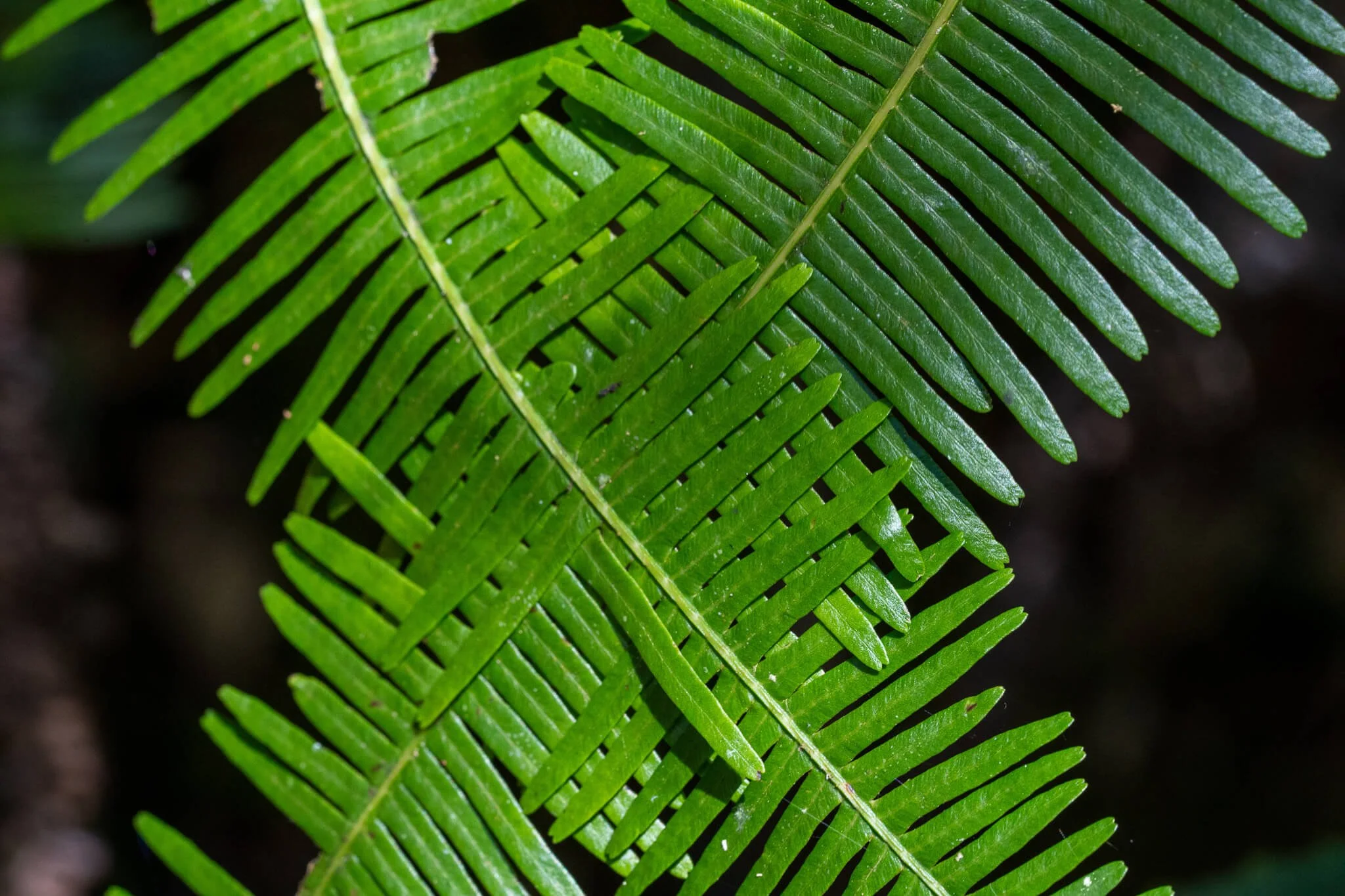 DS-Borneo-Interwoven-547571.JPG