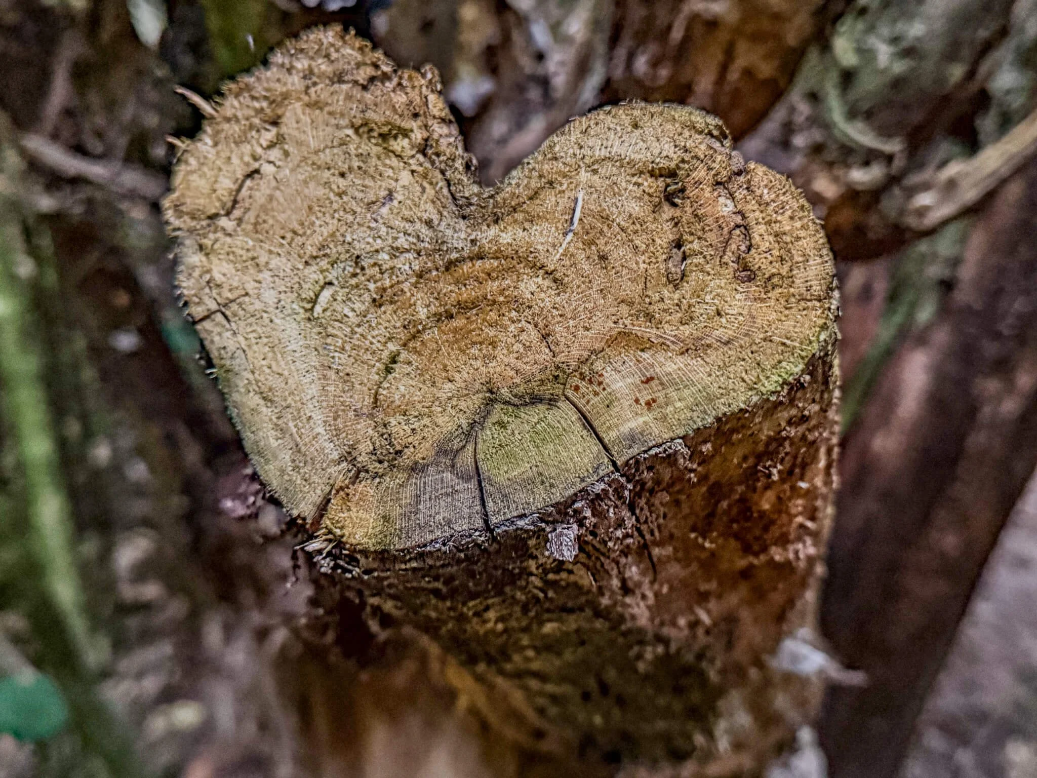 DS--Tree-heart-88491.JPG