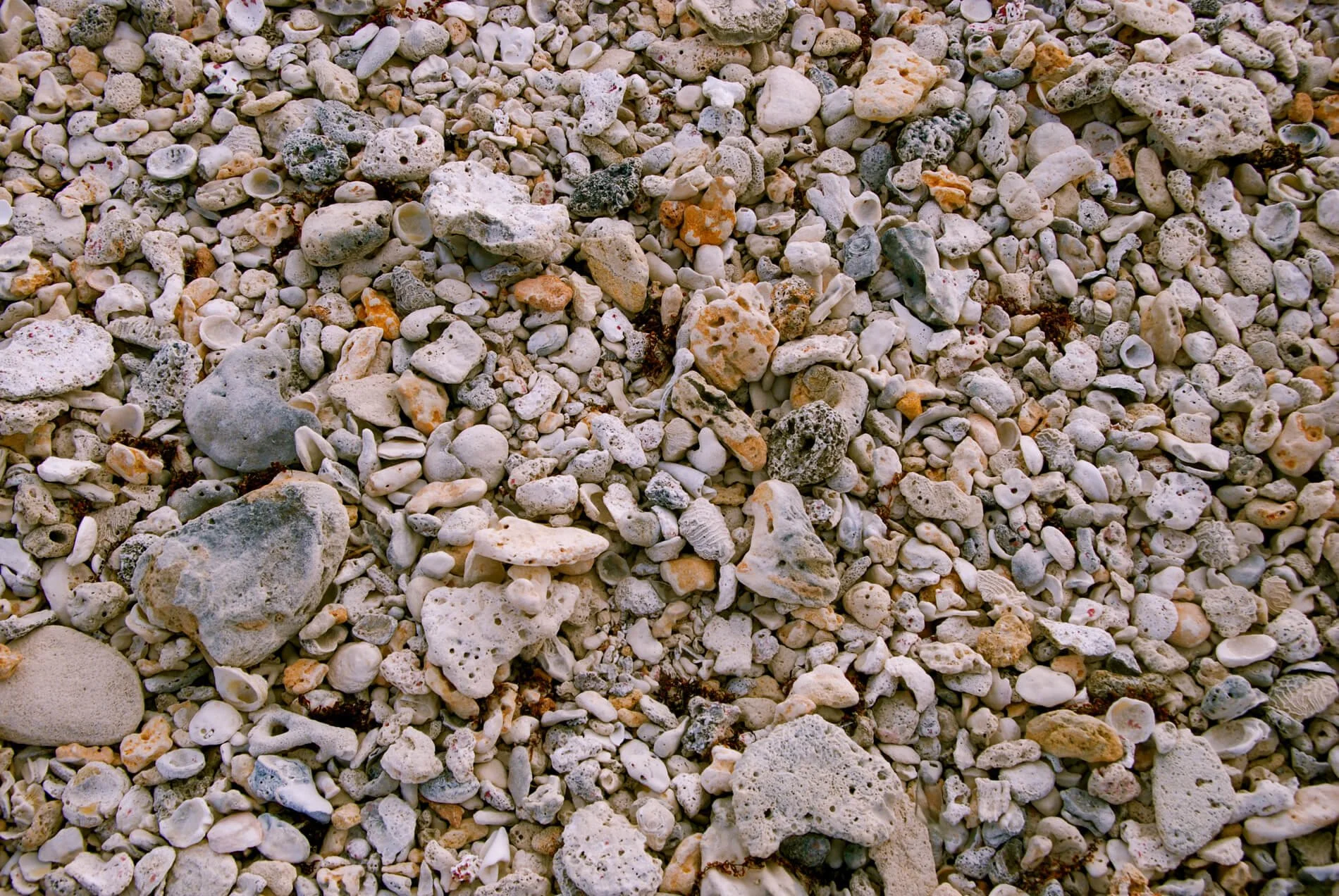 20260919_Coral_DSC_0018-copy-7.JPG