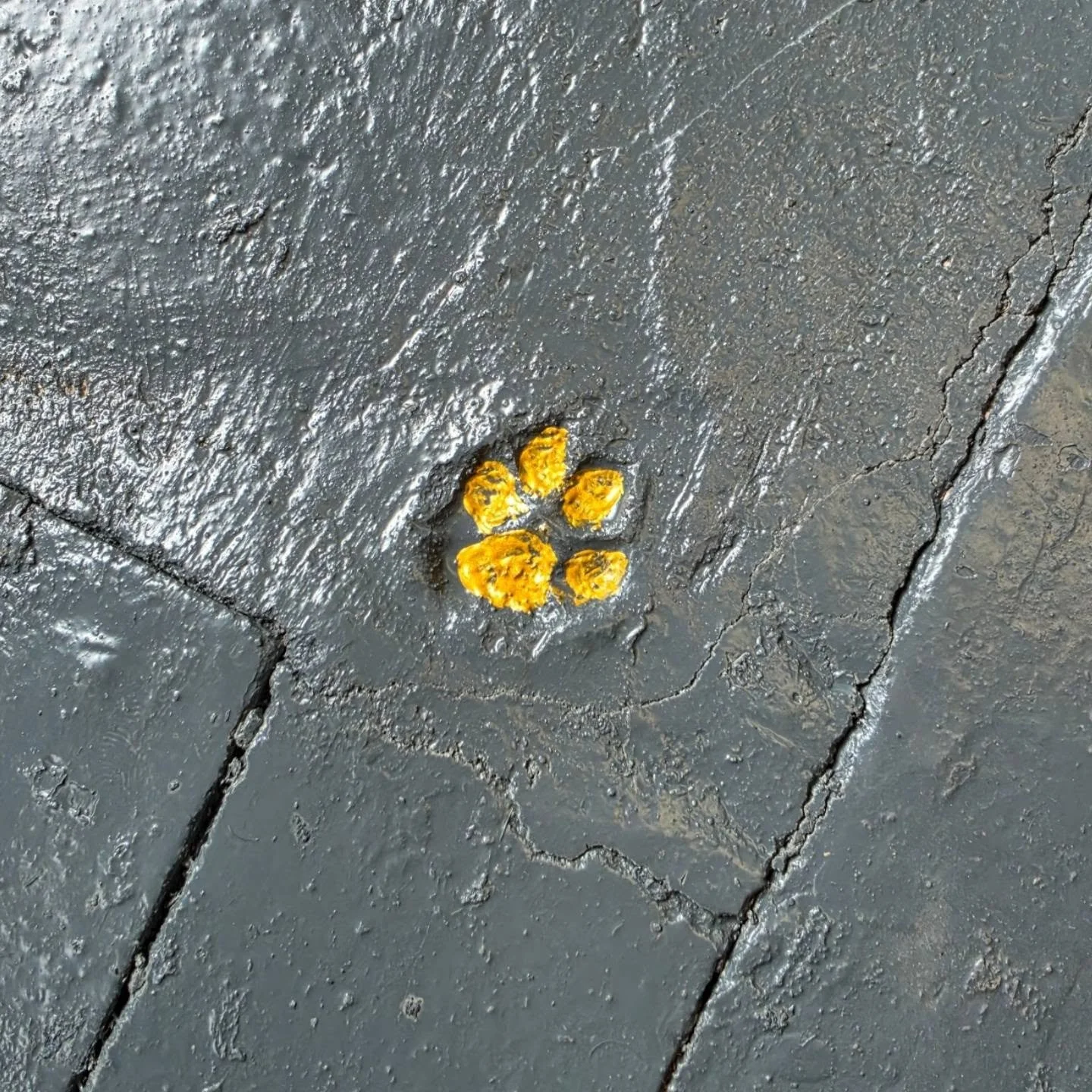 As I was painting the floor of the unit today, I noticed this paw print in the concrete section. I hadn't noticed it before as the floor was off-white in colour....

A teeny little bit of history on Copley Mill....

The buildings were erected in 1827