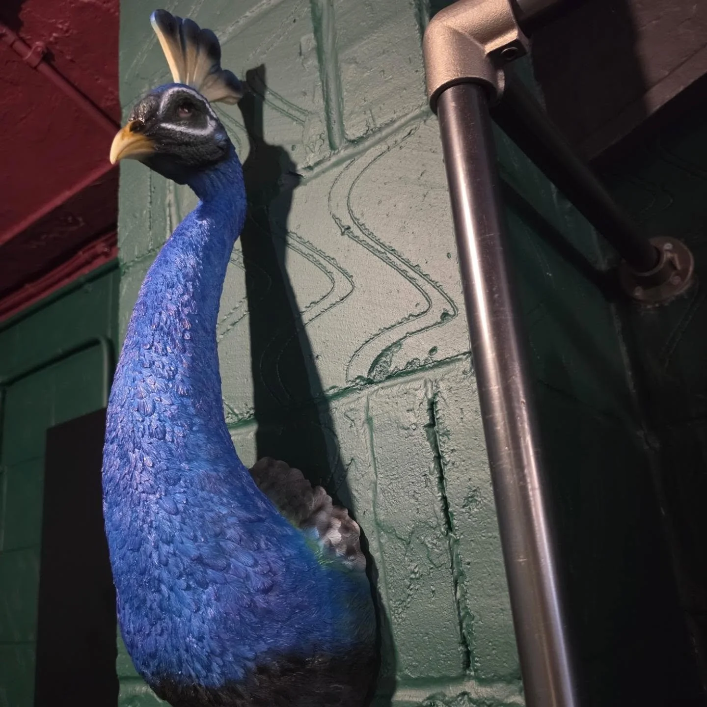 He needs a name........

#peacock #alternative #nearlyweds #somethingblue #tameside