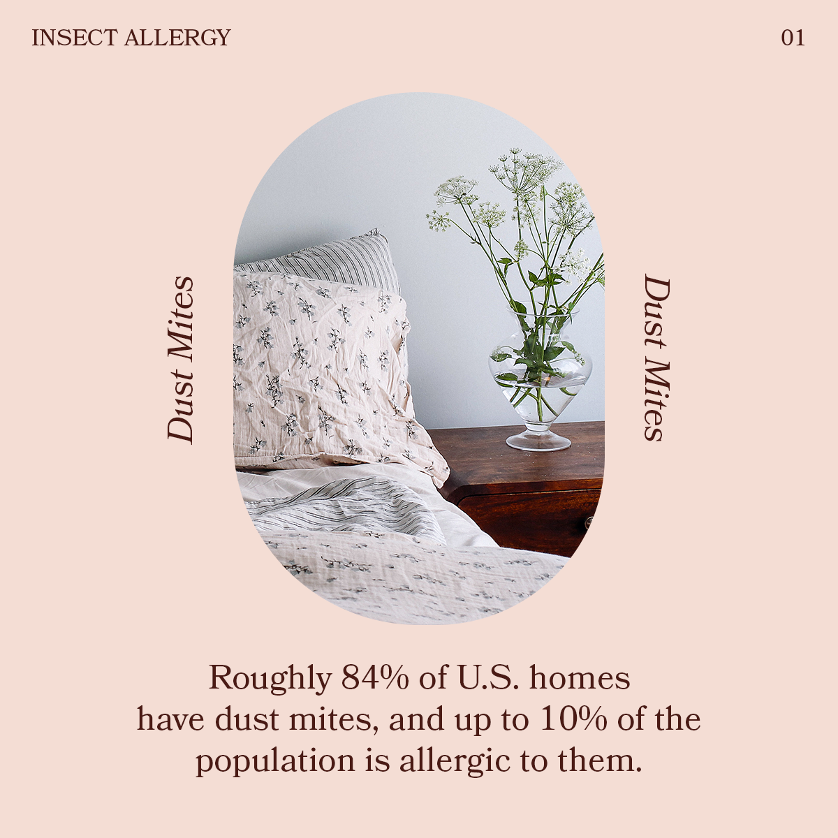 An infographic about dust mite allergy featuring a bedroom with bedding and a glass vase with flowers on a wooden nightstand, surrounded by text about dust mites affecting U.S. homes.