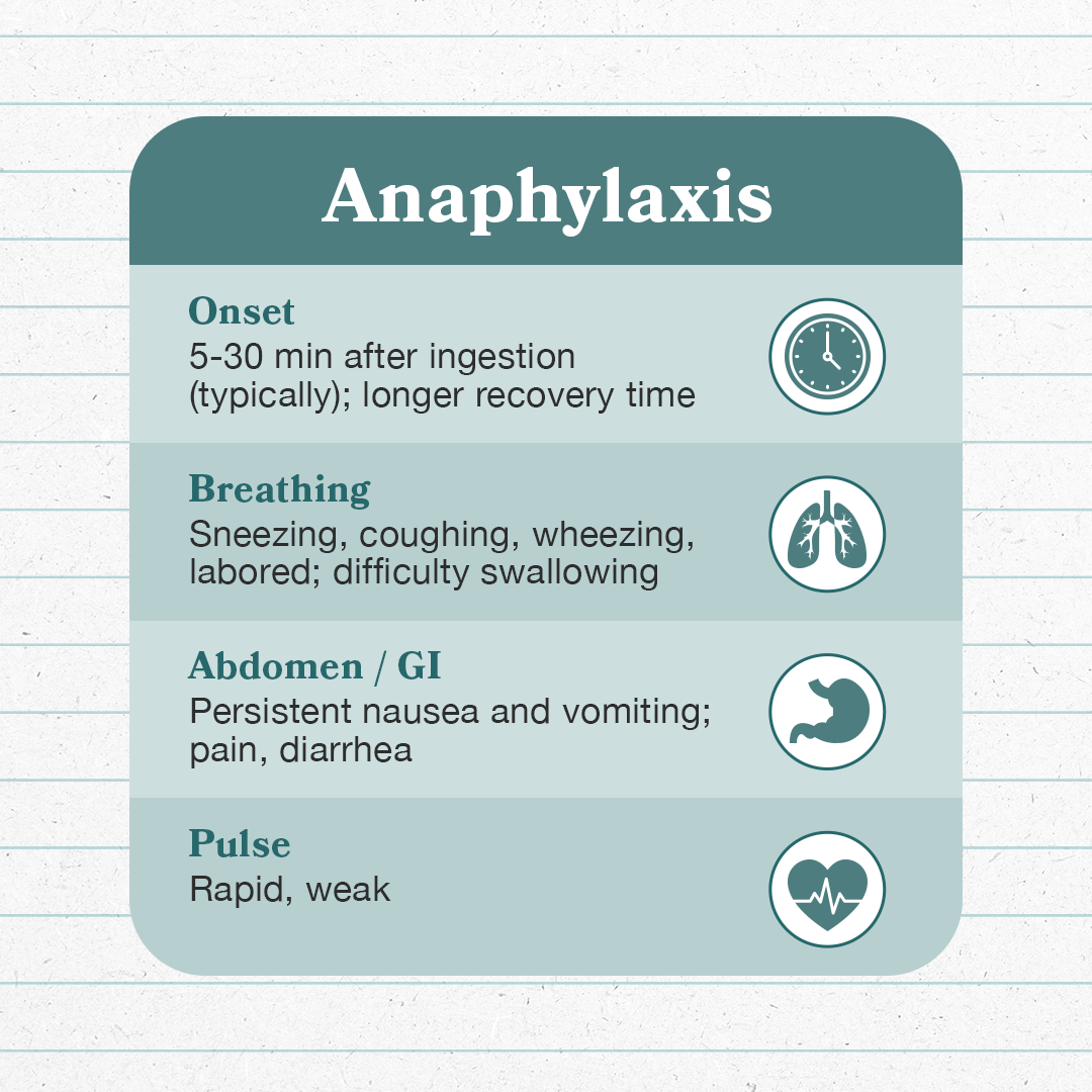 An infographic about anaphylaxis symptoms, including onset time, breathing difficulties, abdominal issues, and pulse, with icons representing each symptom.
