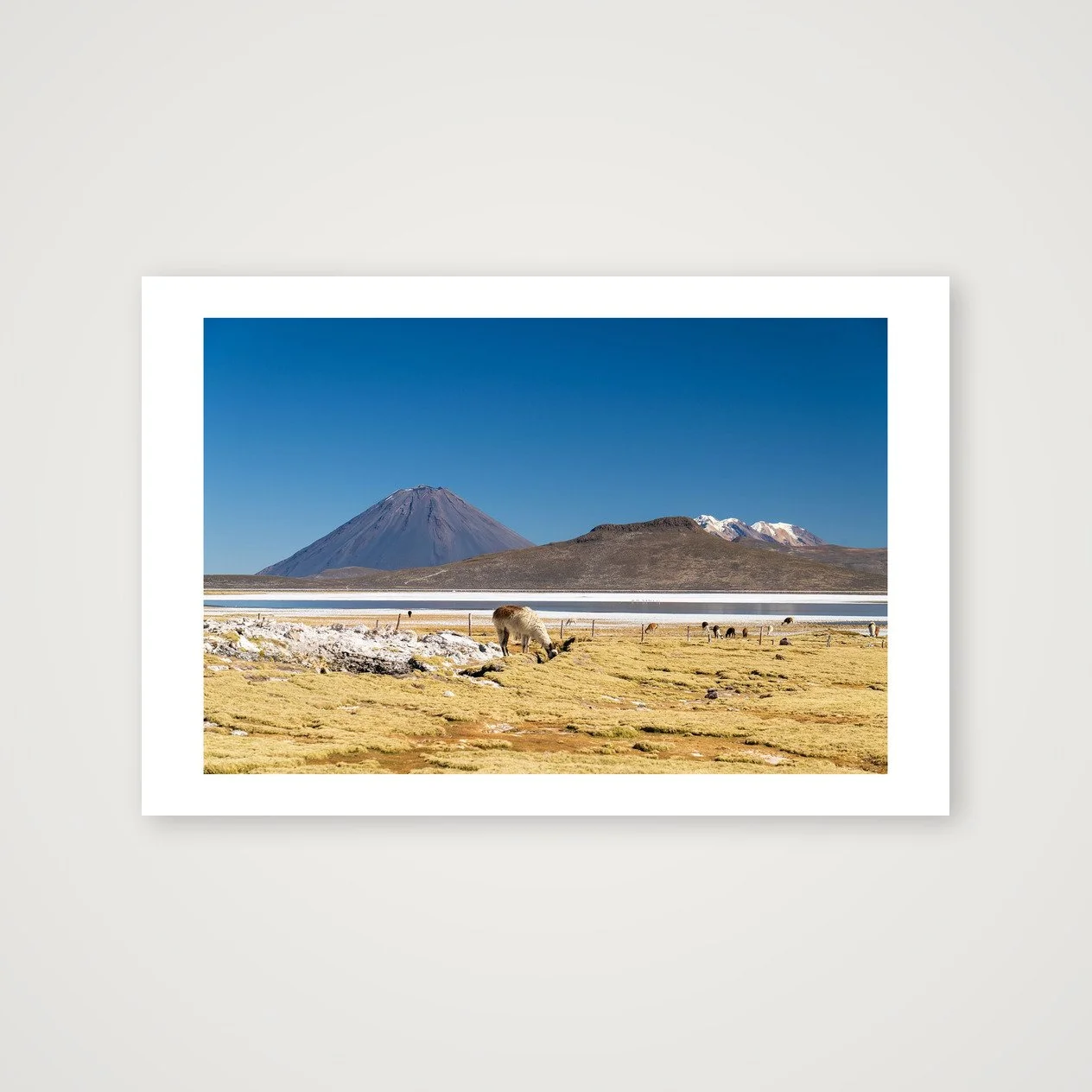 El Misti and the Llamas