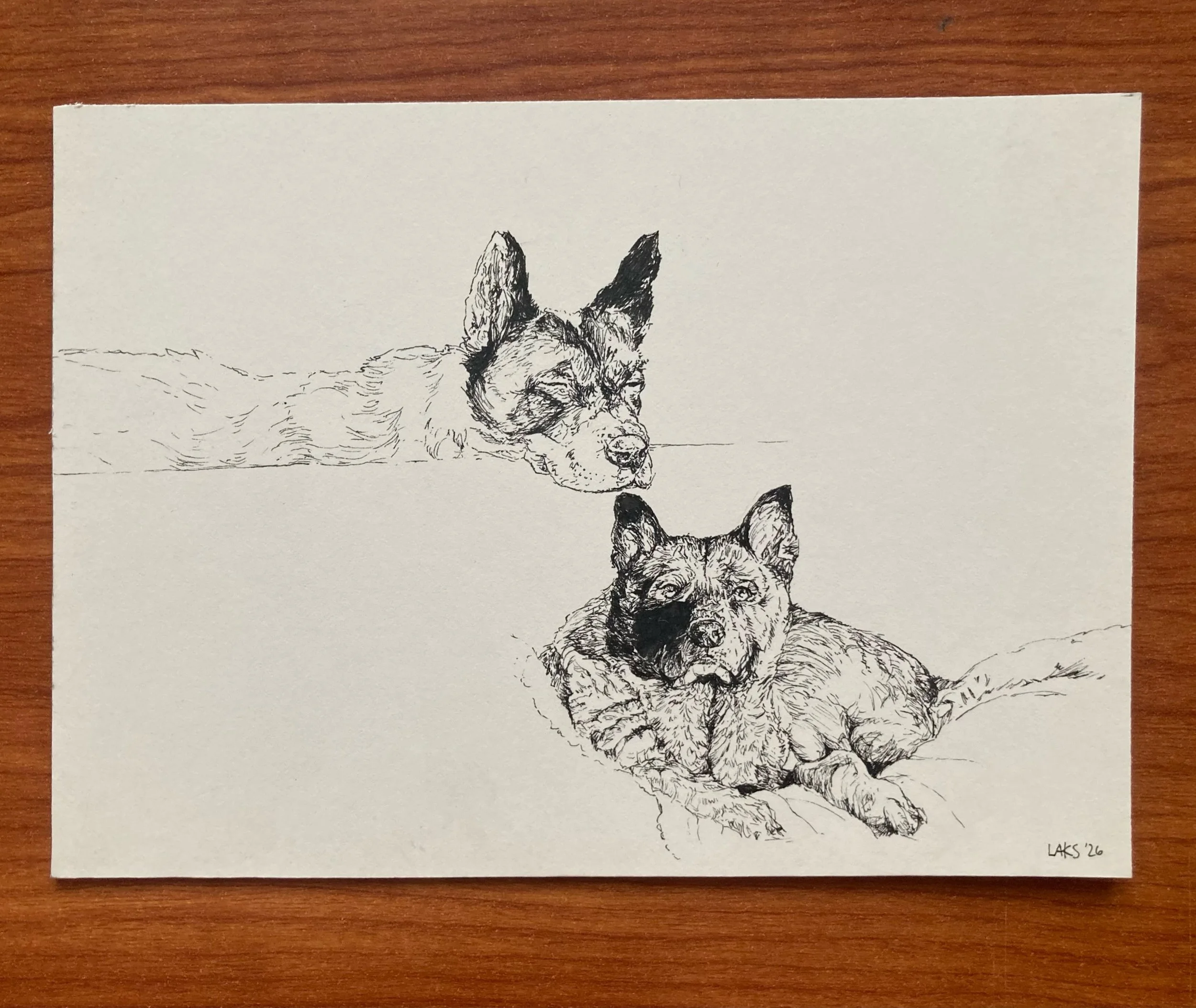 #doggos #akita #homies #drawing #create