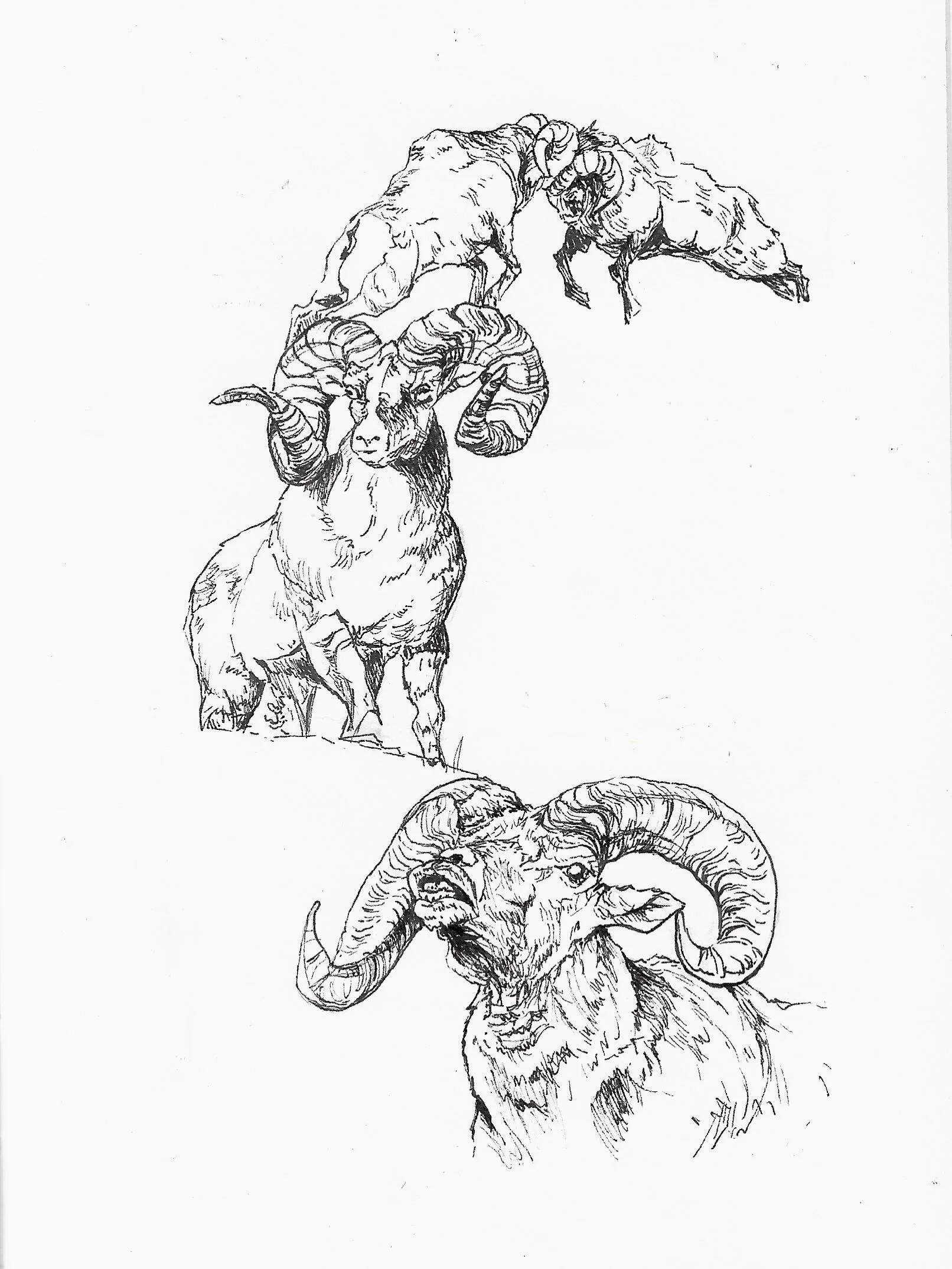 Inktober day 9 - ram
@inktober 
#inktober2026ram #inktober2026 #art #sketchbook #doodletober