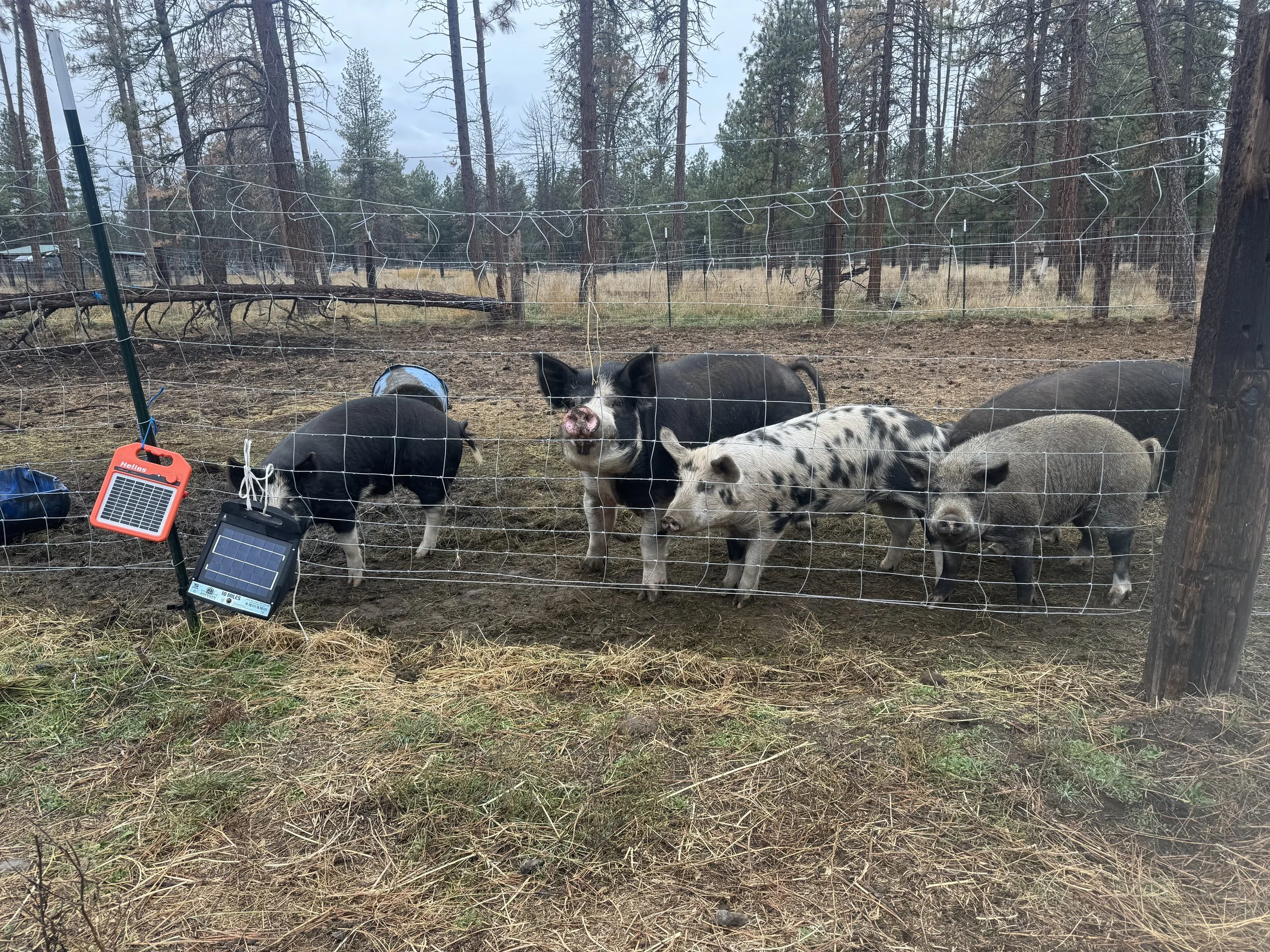 Several piglets of various colors, including black, spotted, and gray, are behind a wire fence in a wooded outdoor area. Some piglets are standing and others are lying down. There are trees and dry grass in the background.