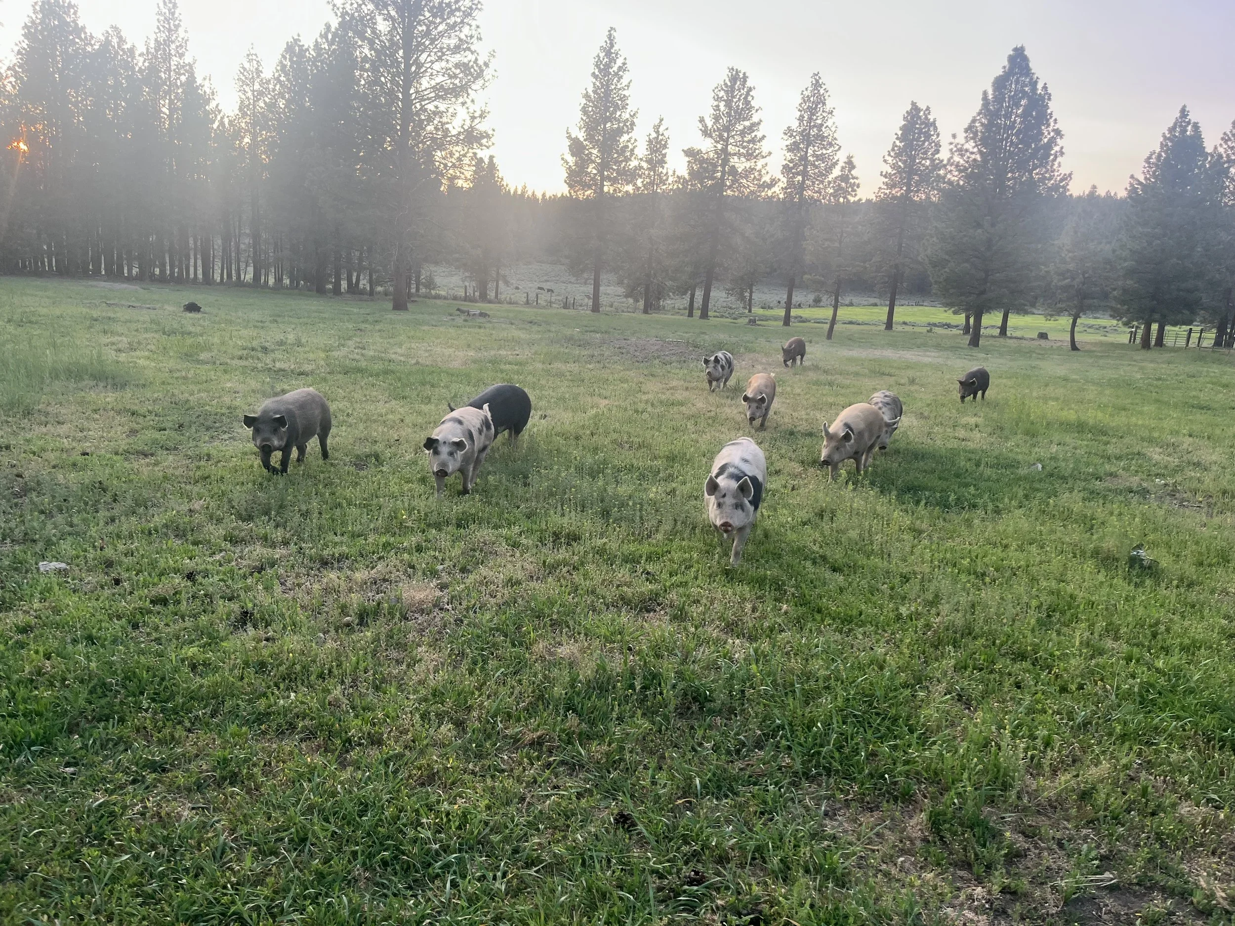 A group of pigs grazing on a grassy field with tall trees and a sunrise or sunset in the background.